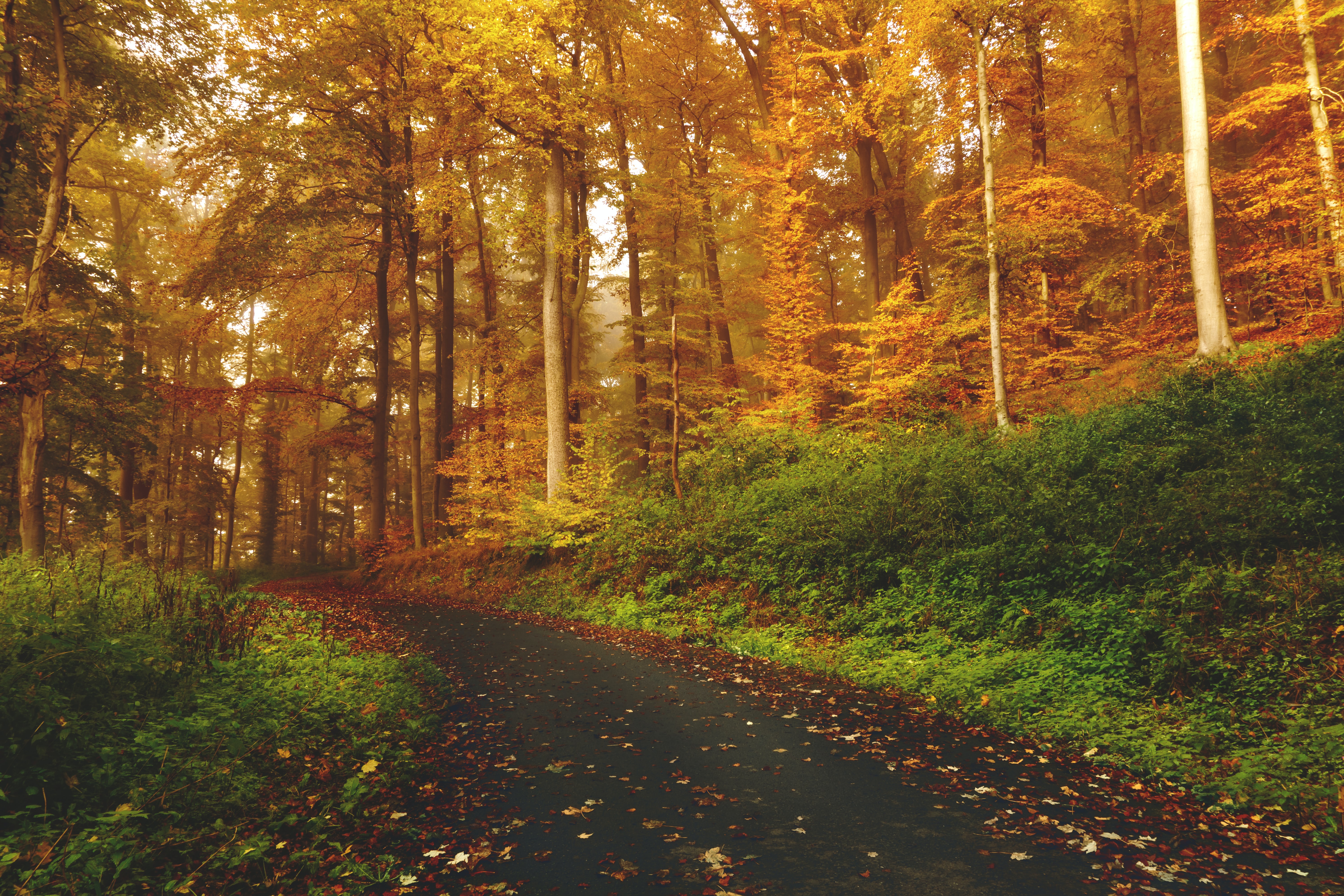 Виды осеннего леса. Осенний лес. Природа леса. Осень в лесу. Красивые леса.