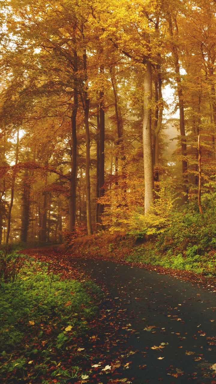 Autumn Wallpaper 4K, Path, Road, Foliage, Trees