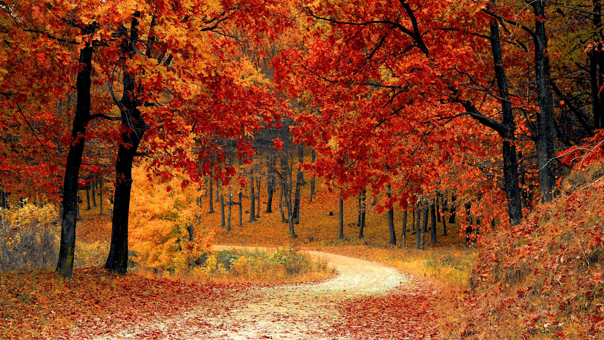 Road Between Green Red Yellow Autumn Fall Trees HD Fall Wallpapers  HD  Wallpapers  ID 87322