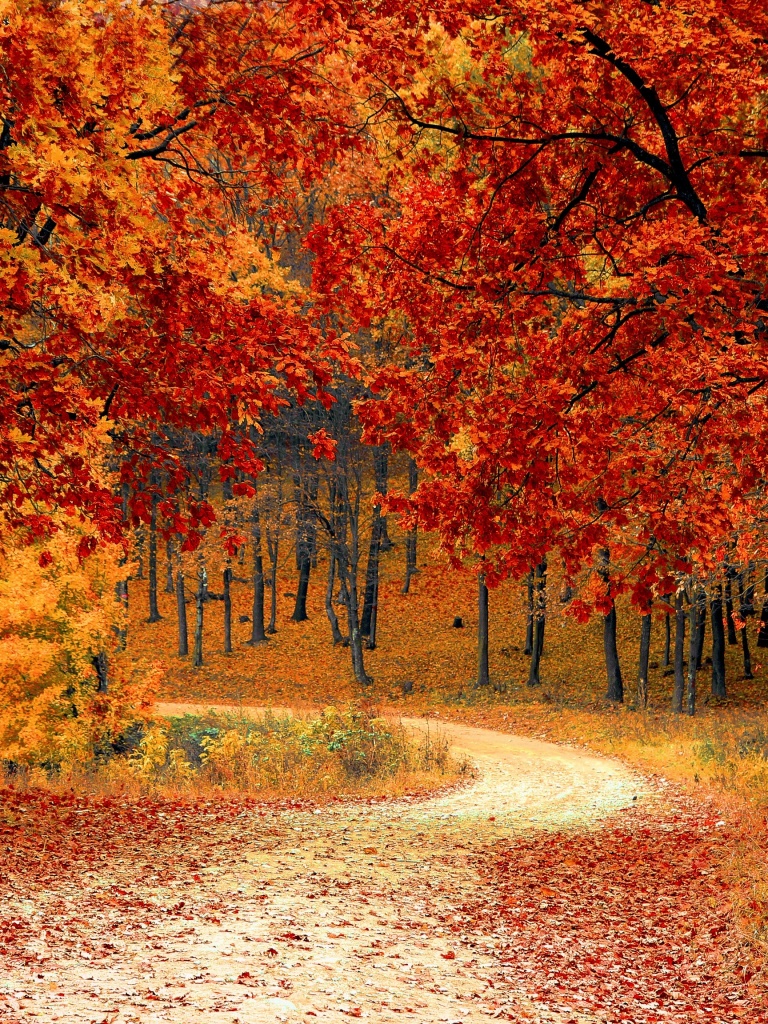 Autumn 4K Wallpaper, Red leaves, Forest, Pathway, Scenery, Fall, Trees