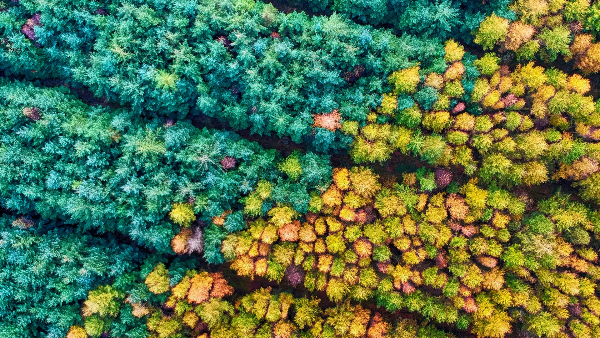 Autumn season Wallpaper 4K, Mamhead Forest