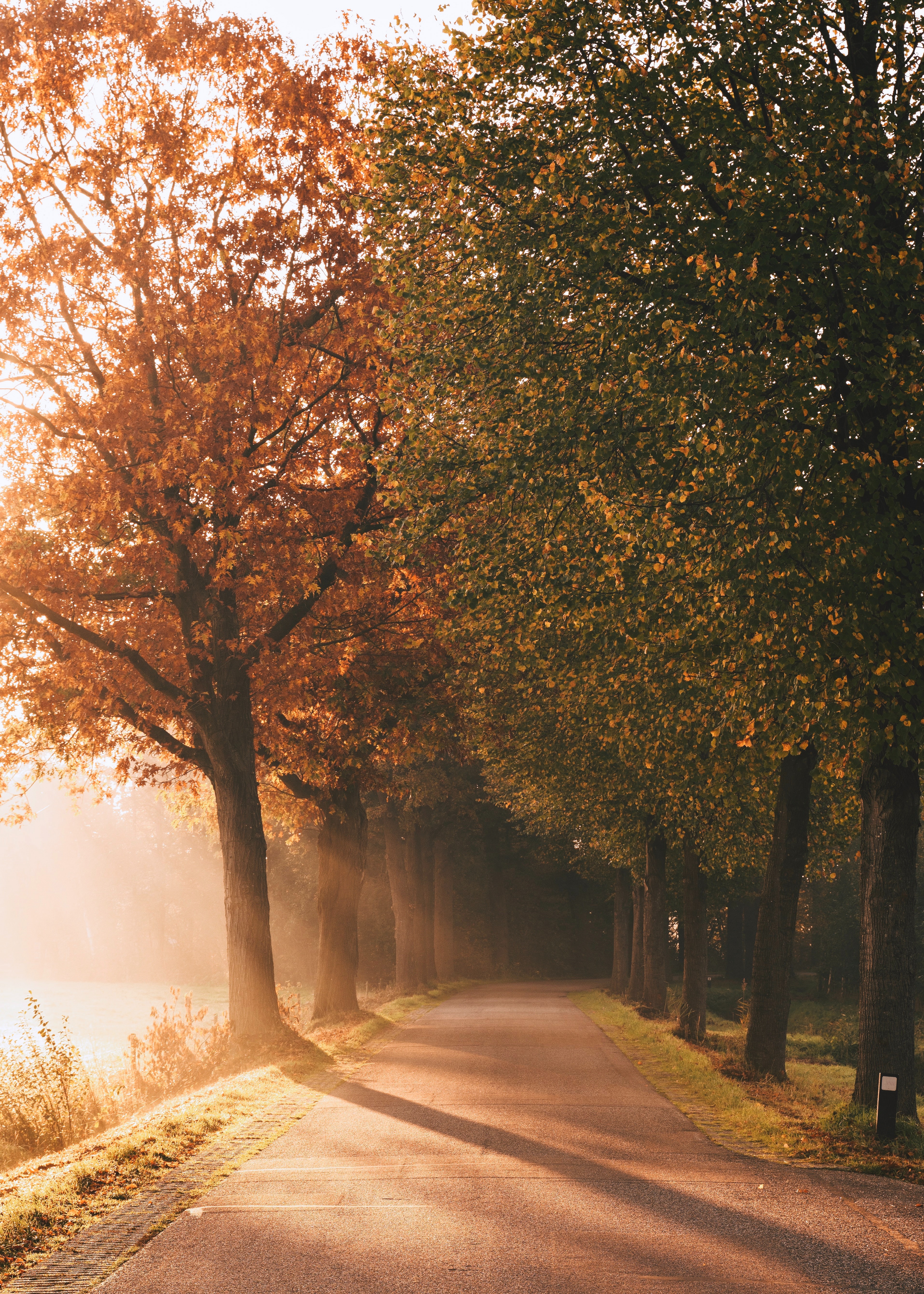 Autumn 4K Wallpaper, Sunlight, Sun rays, Foggy, Morning, Road, Sunrise