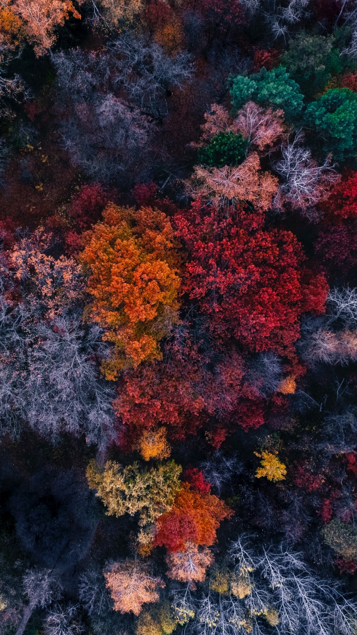 Autumn trees Wallpaper 4K, Aerial view, Colourful forest