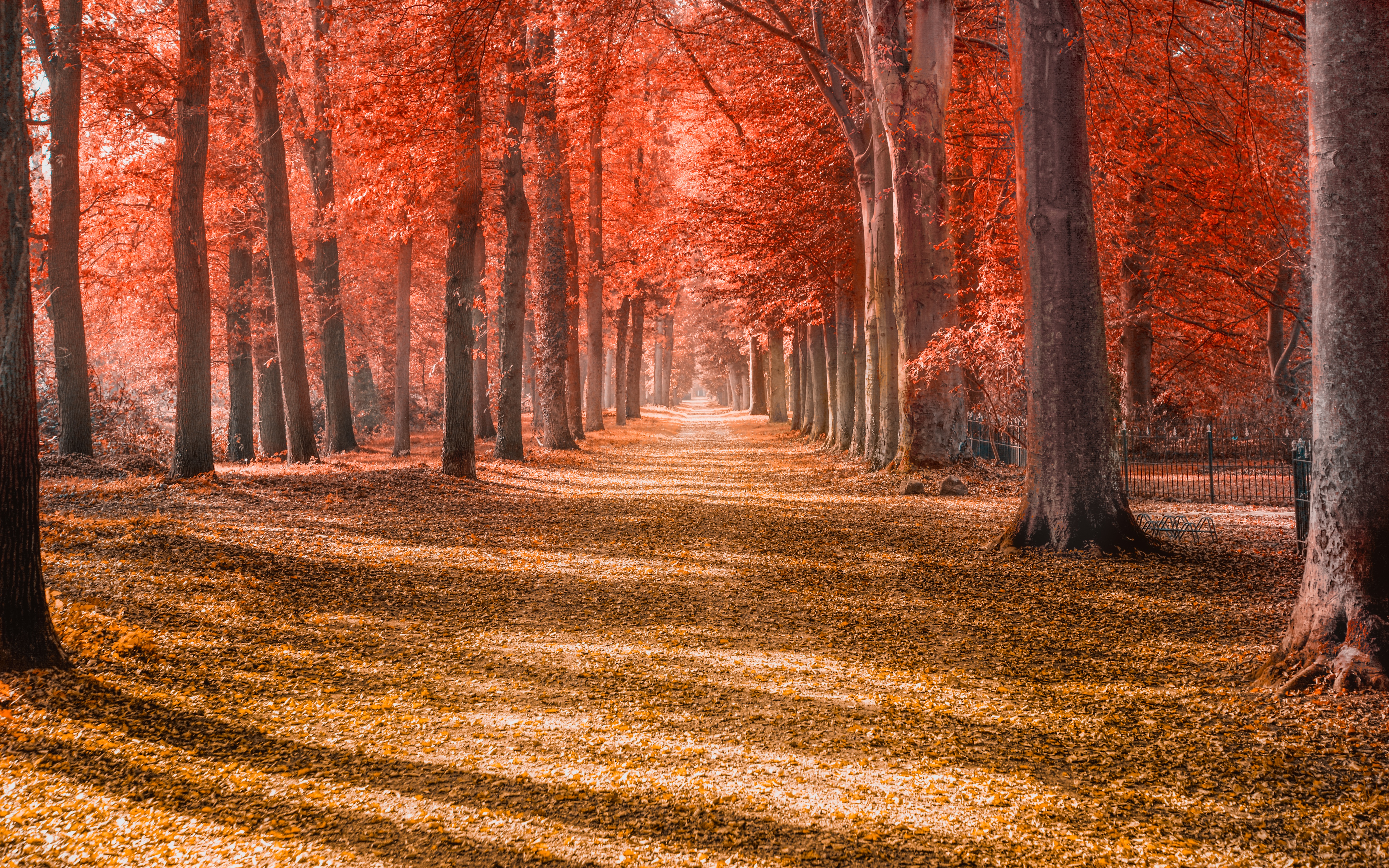 Осенний лес очень красивые. Осенний лес. Осень в лесу. Осенний парк. Лес осенью.