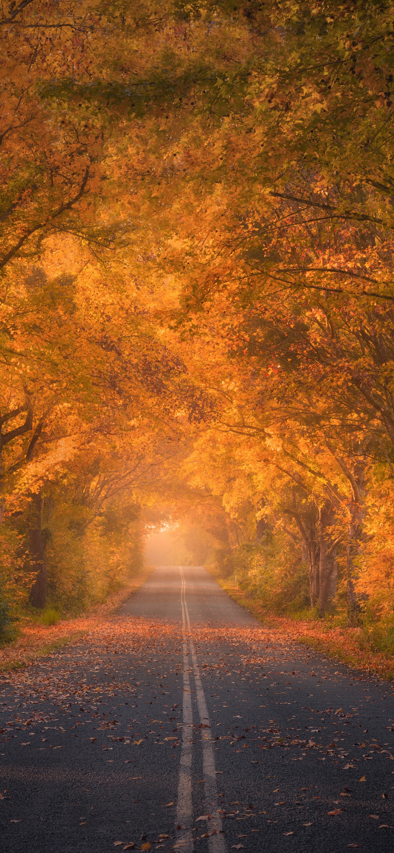 Autumn trees Wallpaper 4K, Road, Autumn colors, Nature, #6251