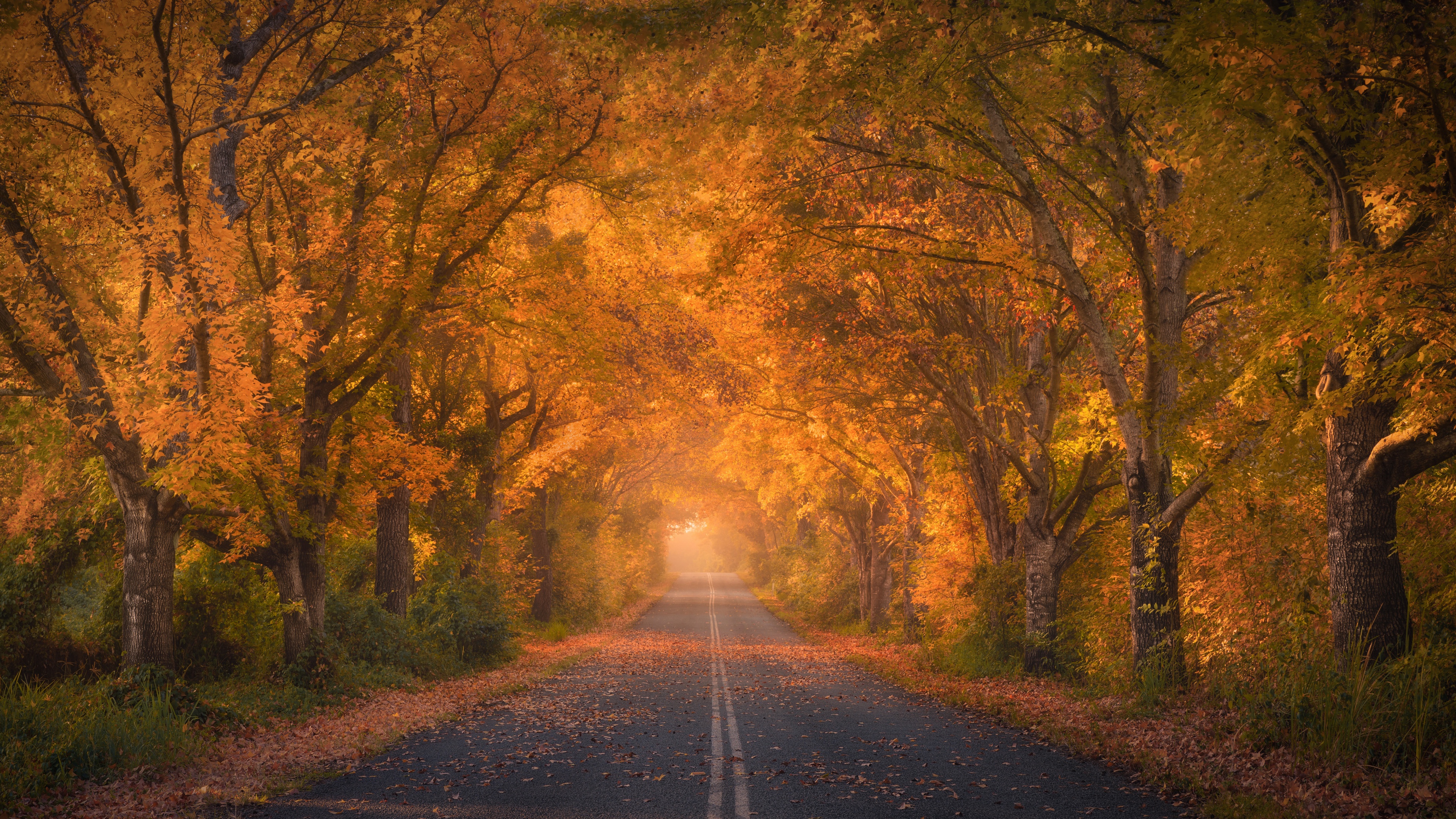 Autumn trees Wallpaper 4K, Road, Autumn colors, Nature, #6251