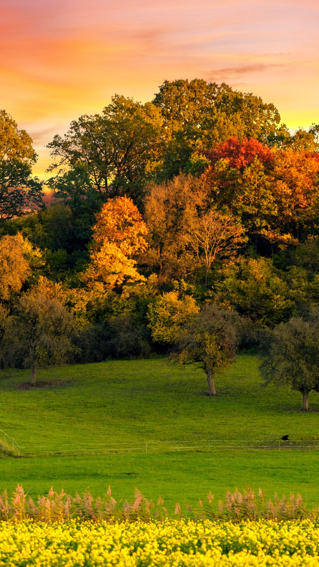Autumn trees Wallpaper 4K, Sunset, Landscape, Nature, #3551