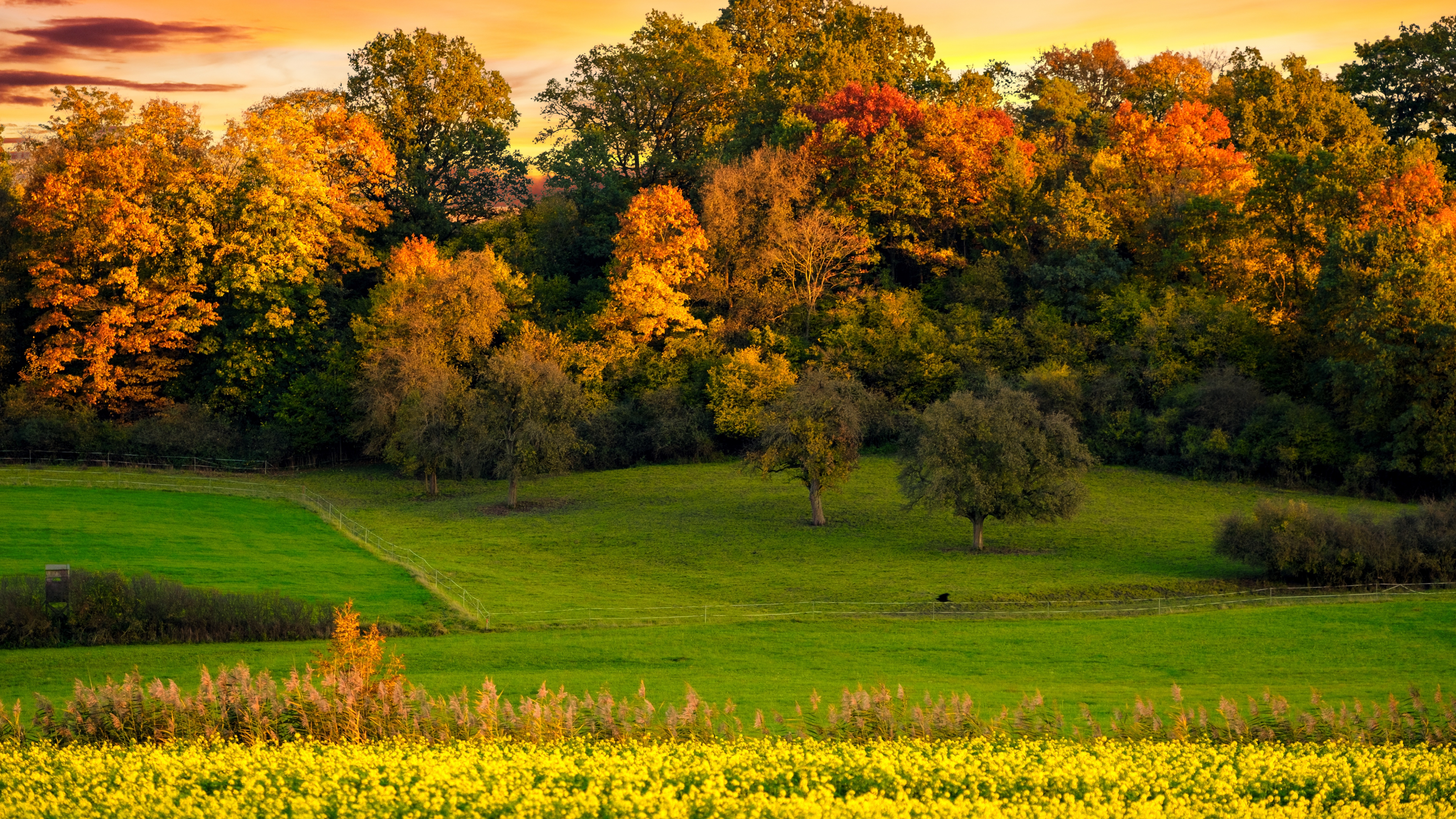 Autumn trees Wallpaper 4K, Sunset, Landscape, Nature, #3551