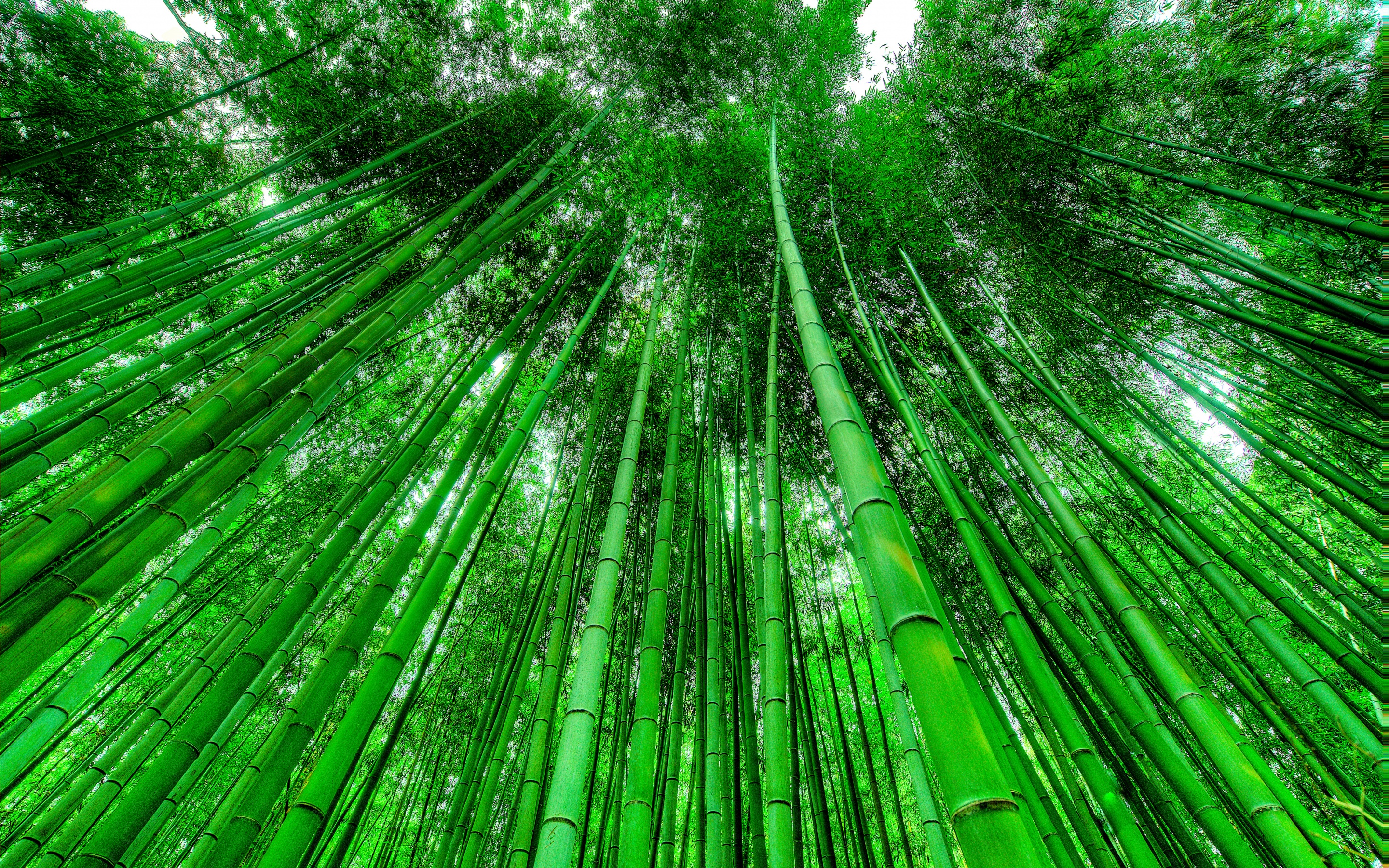 Bamboo Grove Wallpaper 4K, Green background, Green leaves