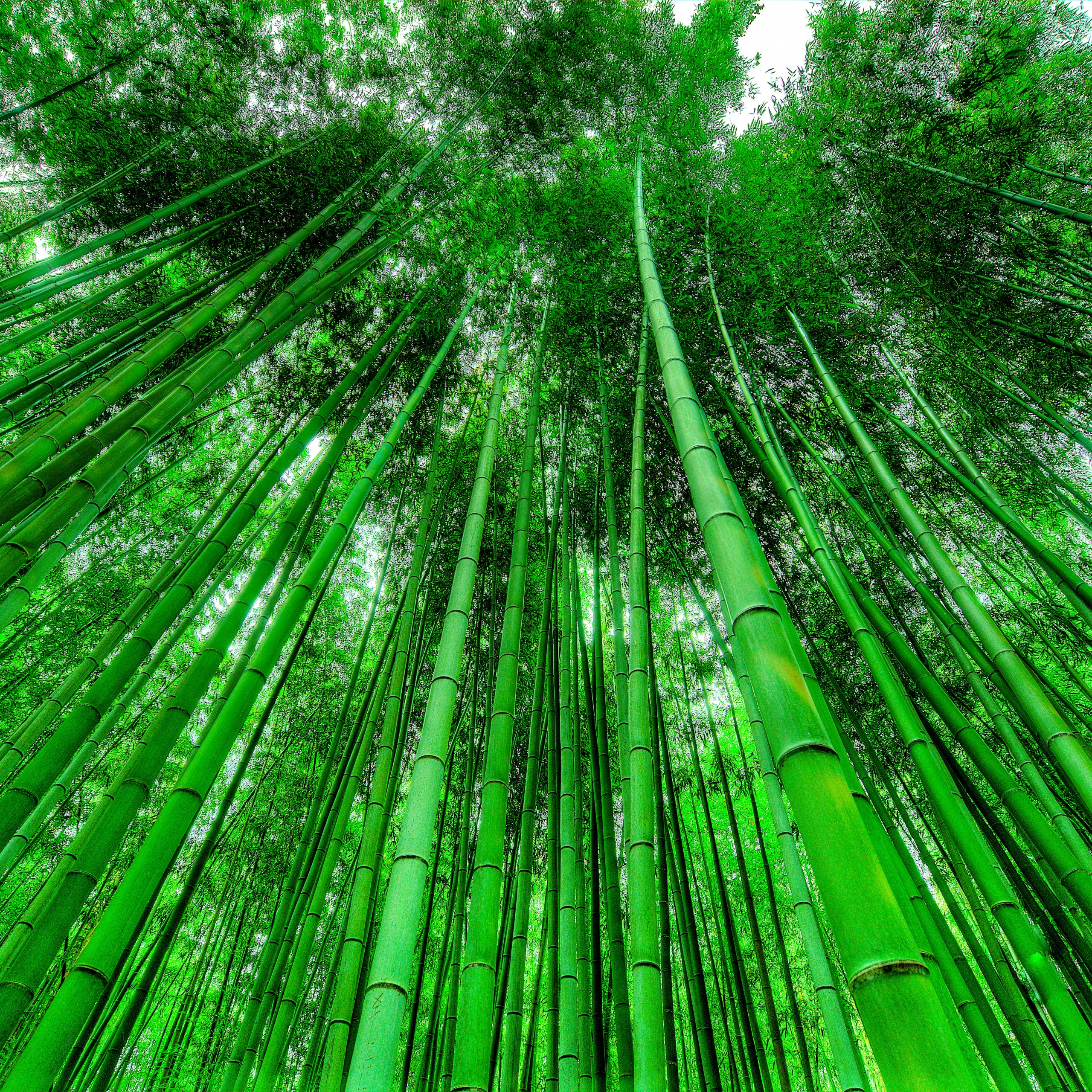 Bamboo Grove Wallpaper 4K, Green background, Nature, #6885