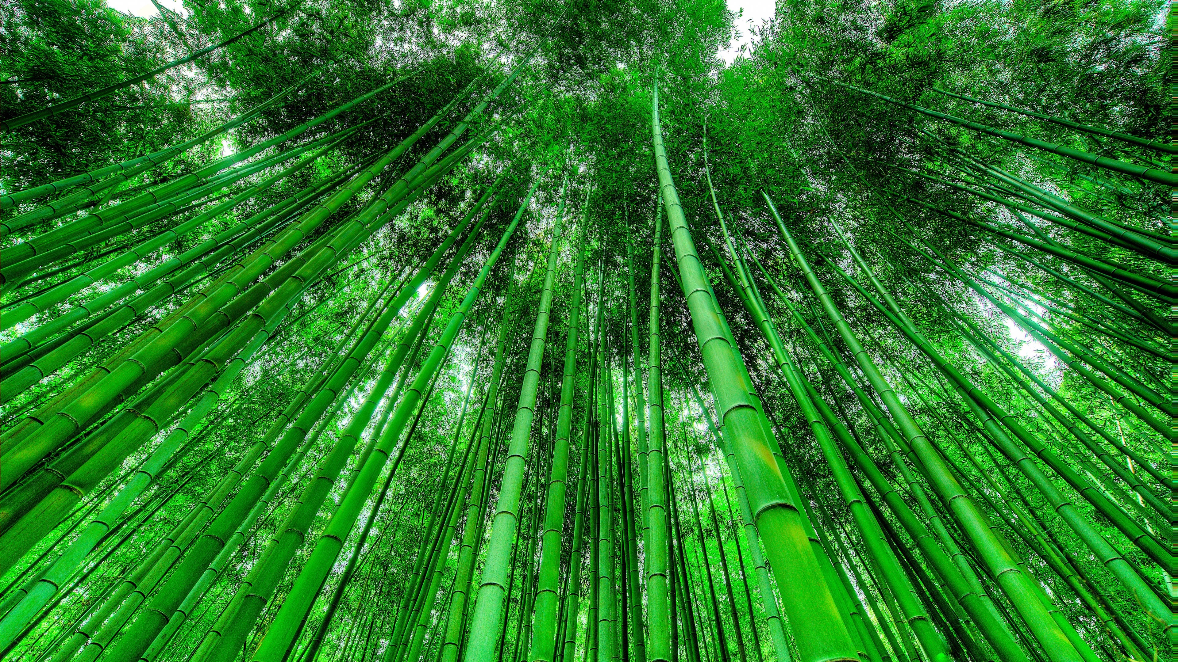 Bamboo Water Fountain 3D Wallpaper – Home Decoram