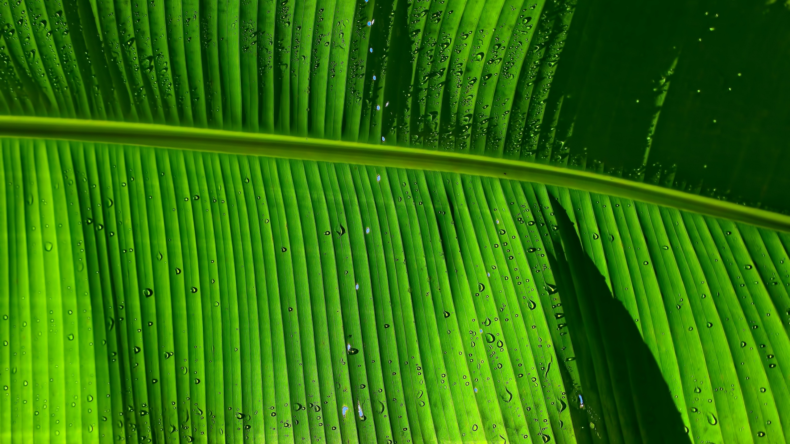 Banana Leaf Wallpaper 4K, Green background, Texture