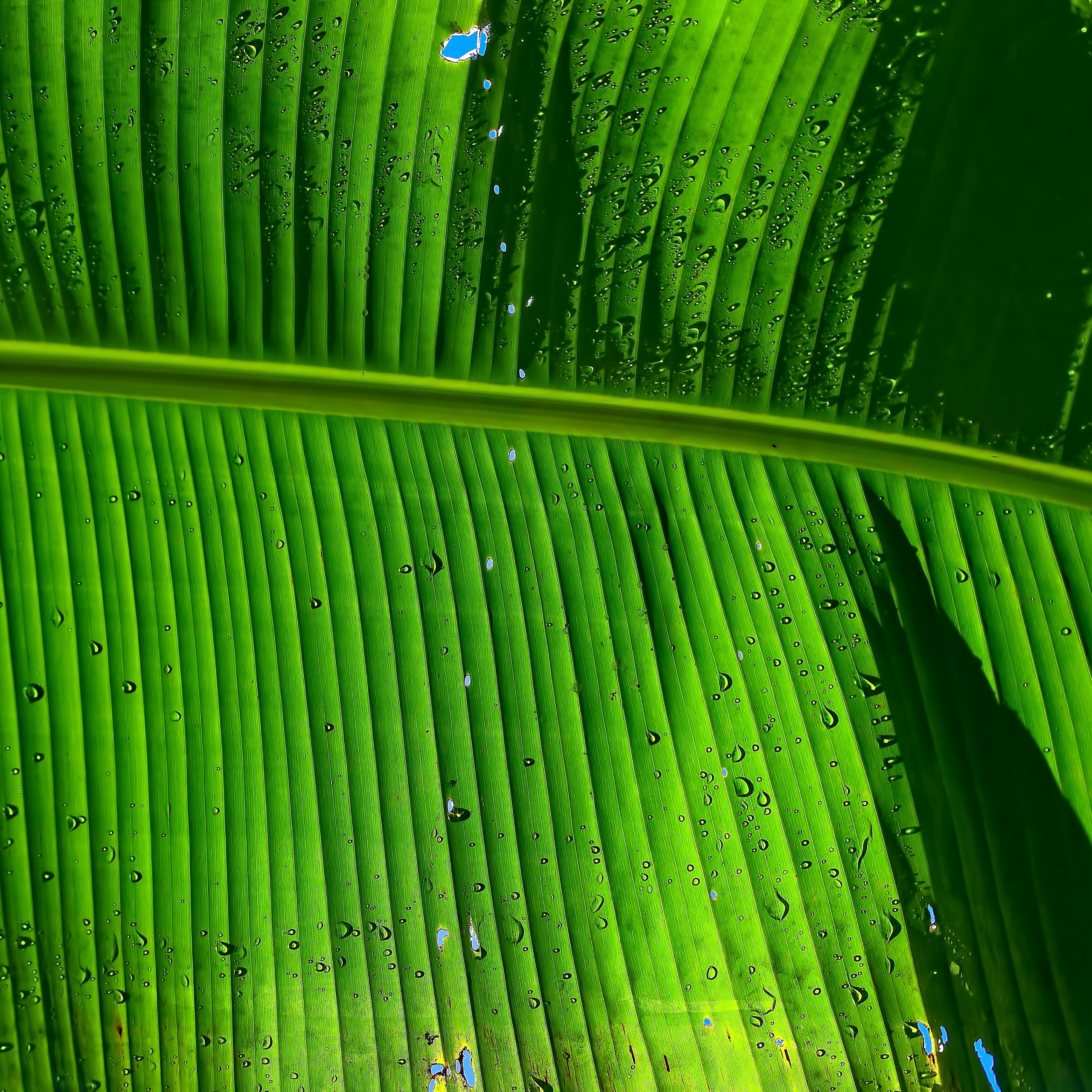 Banana Leaf Wallpaper 4K, Green background, Nature, #2621