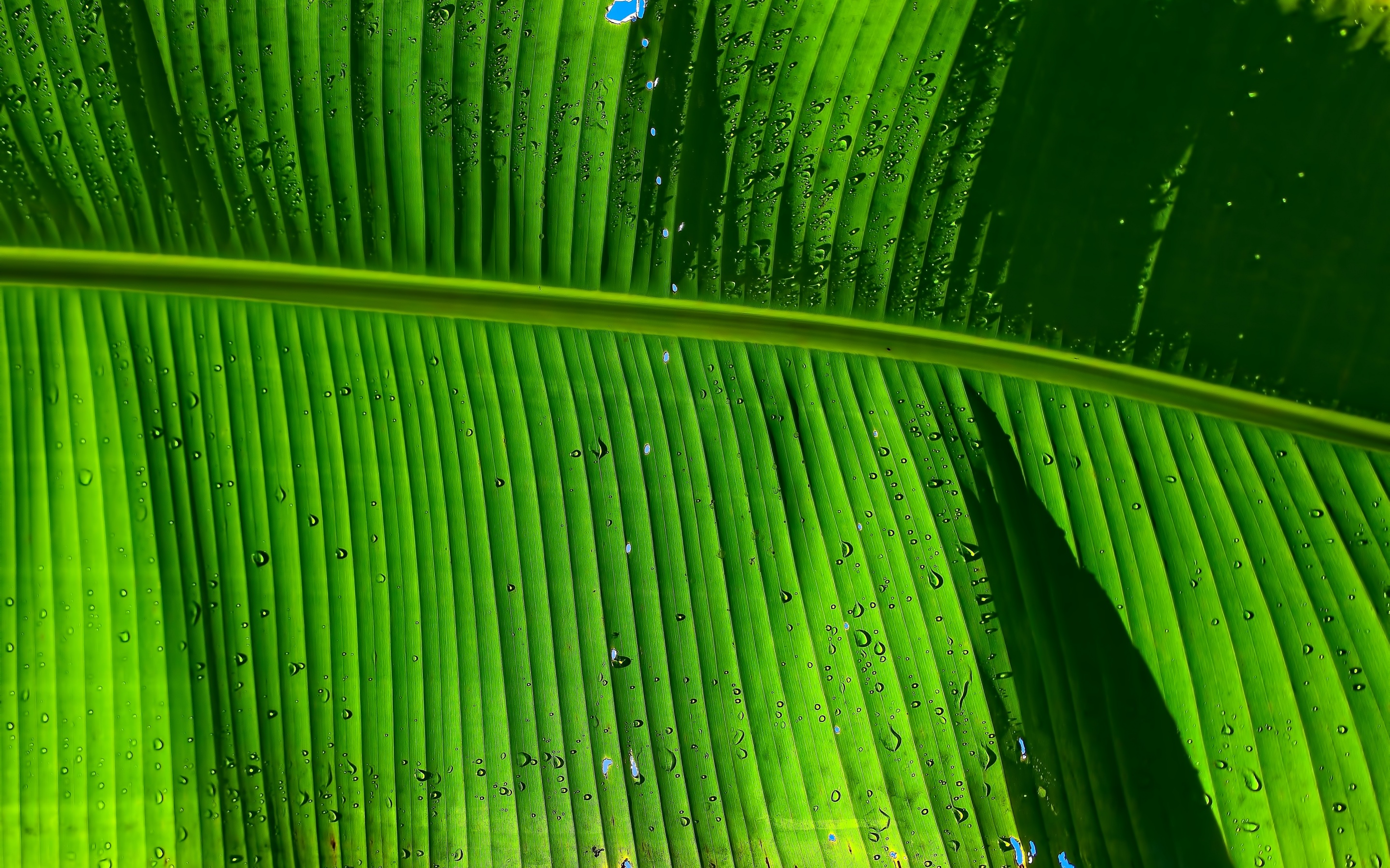 Banana Leaf Wallpaper 4K, Green background, Texture, #2621
