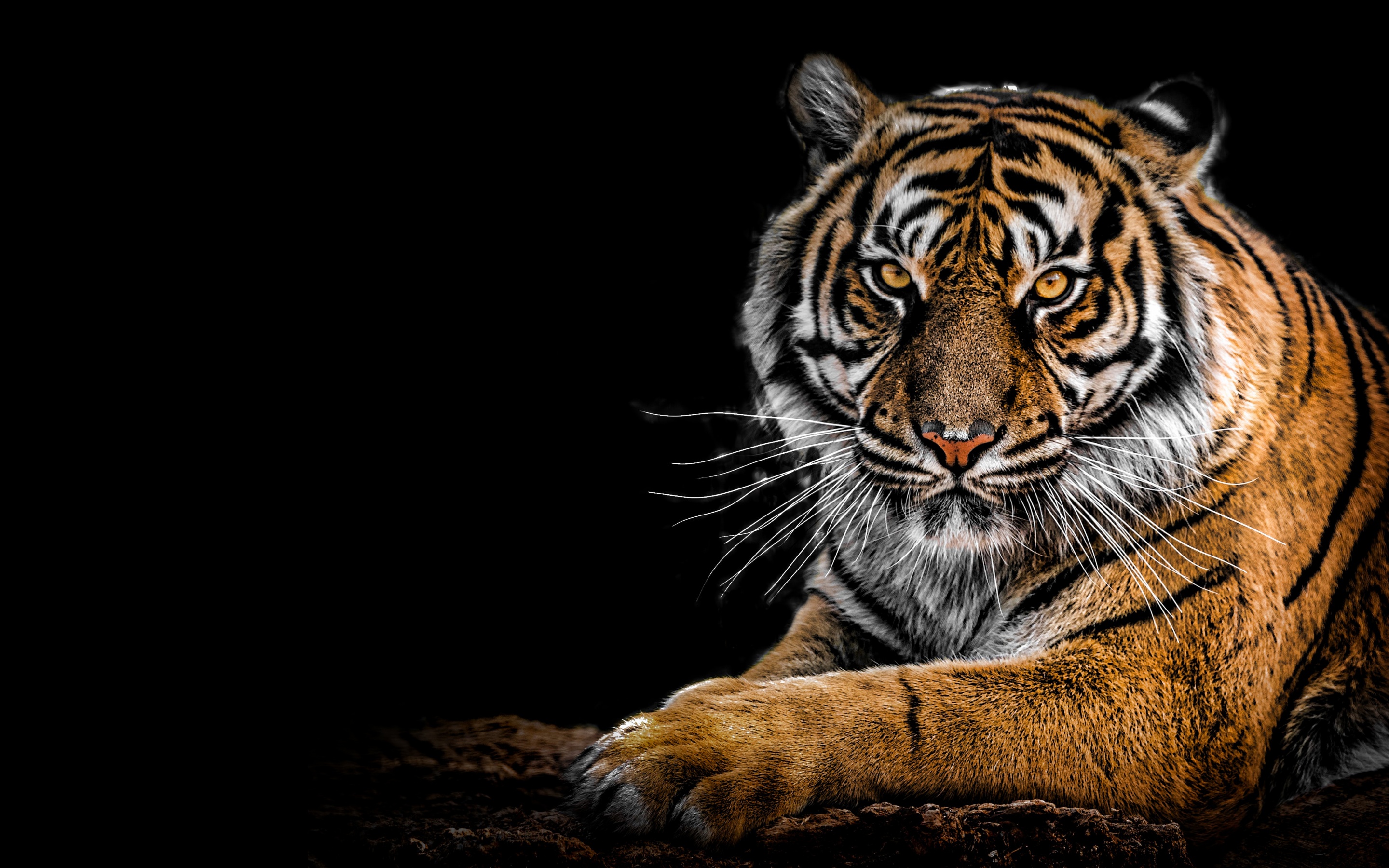 Bengal Tiger Wallpaper 4K, Big cat, Predator, Black background, Closeup