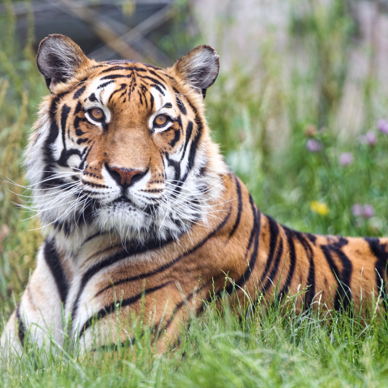 Bengal Tiger Wallpaper 4K, 5K, Big cat, Predator