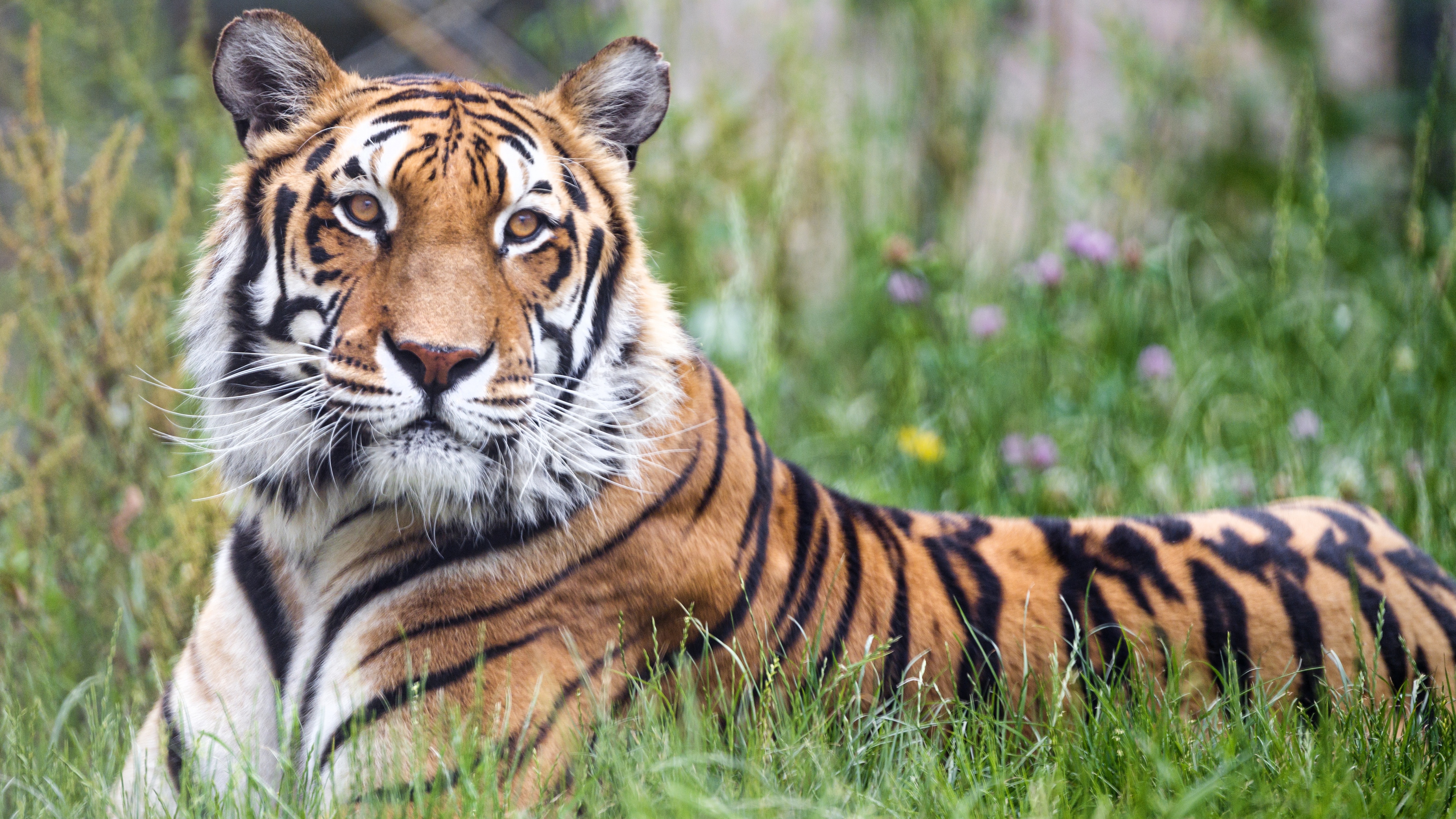 Bengal Tiger Wallpaper 4K, Big cat, Predator, Animals, #2680
