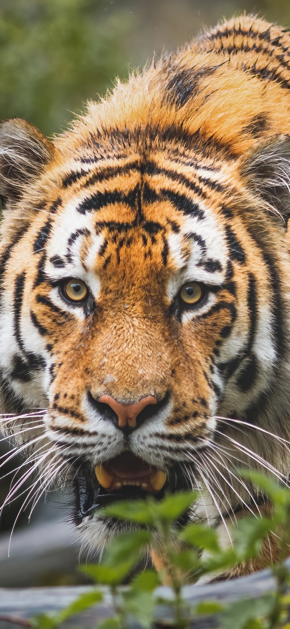 Bengal Tiger Wallpaper 4K, Big cat, Predator, Wild animal, Animals, #4411