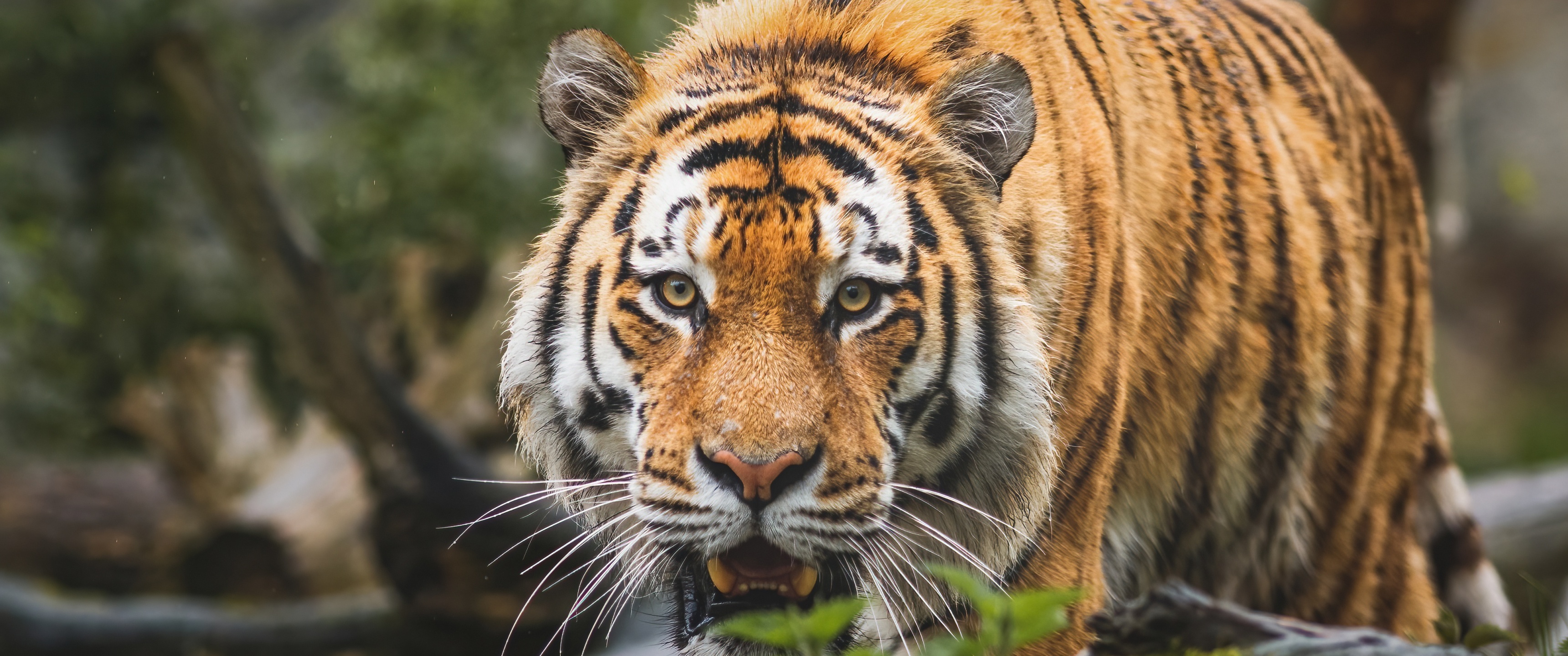 Bengal Tiger Wallpaper 4K, Big cat, Predator, Animals, #4411