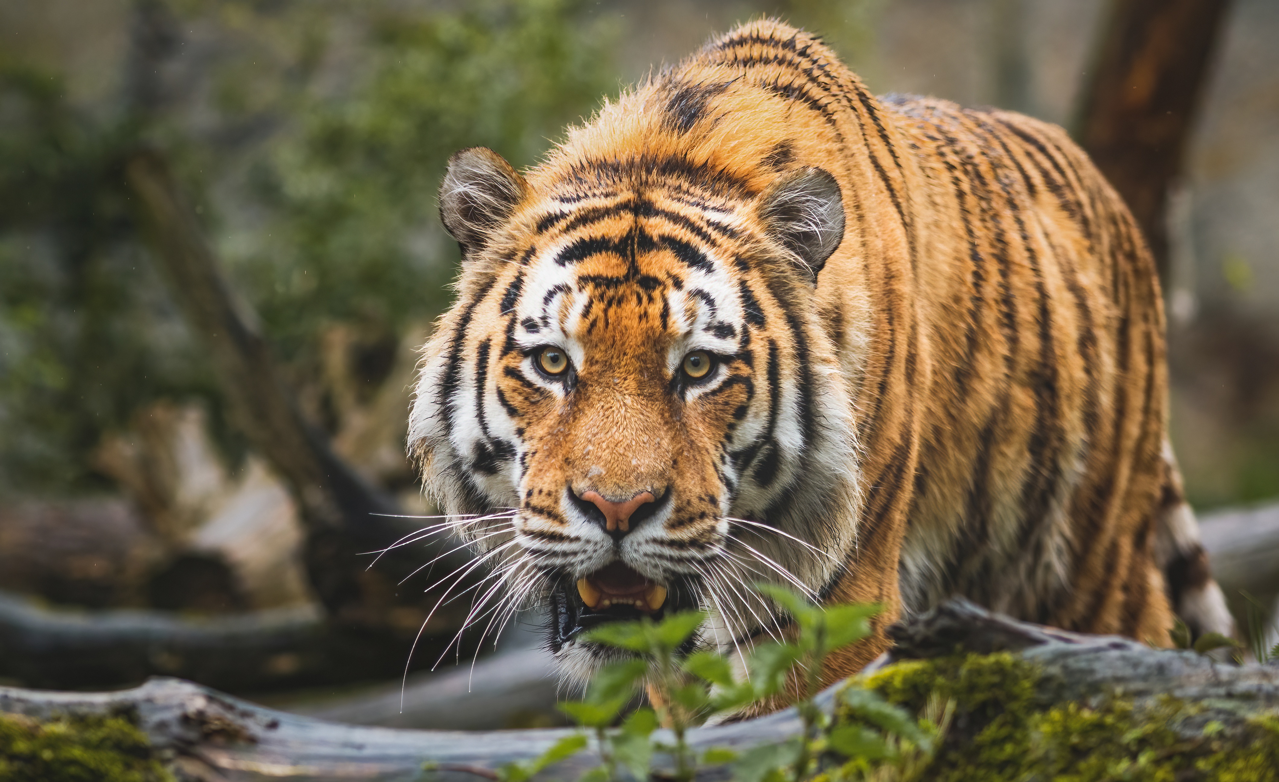 Bengal Tiger Wallpaper 4K, Big cat, Predator, Animals, #4411