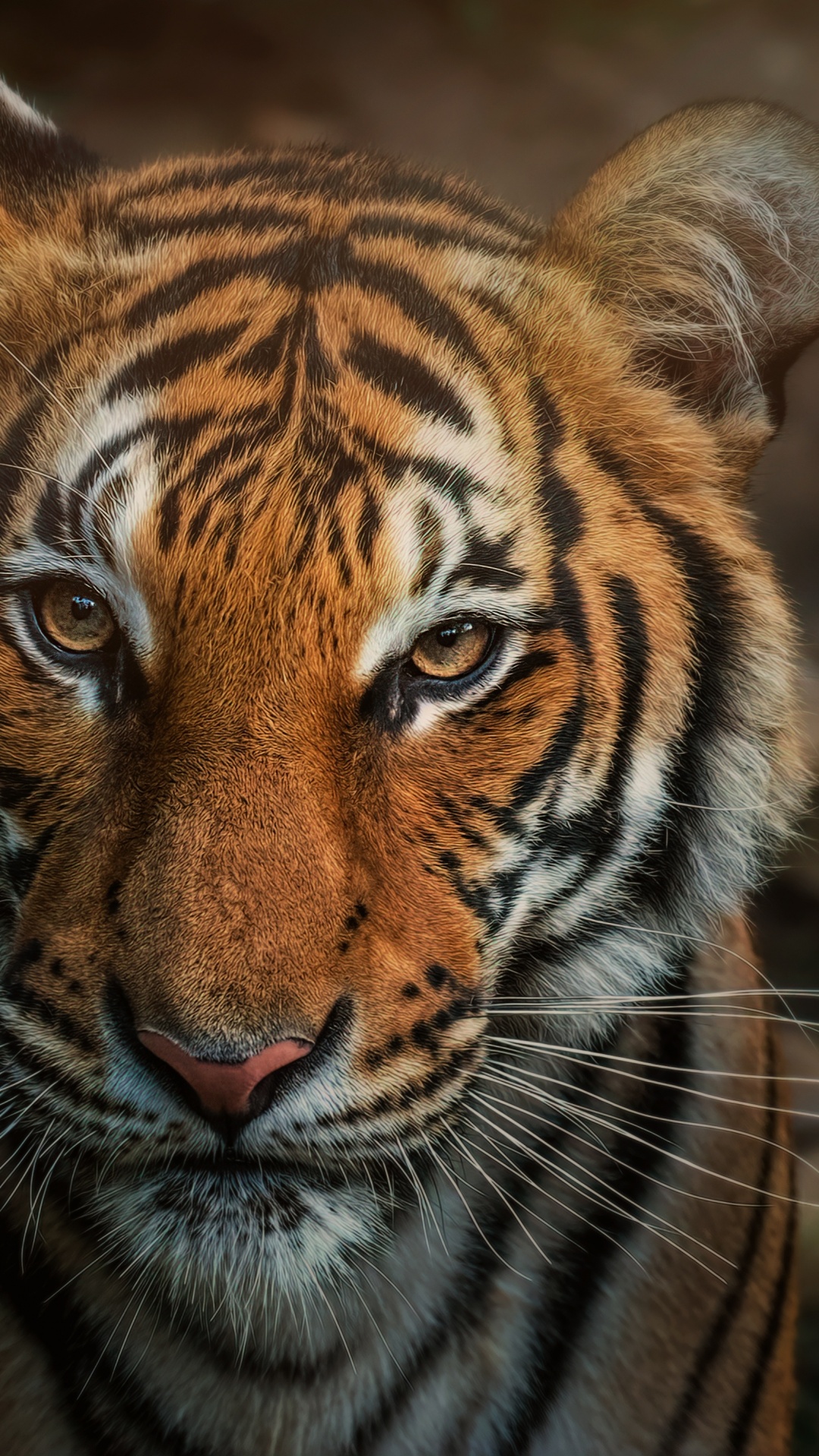 Bengal Tiger 4K Wallpaper, Closeup, Big cat, Wild ani   mals
