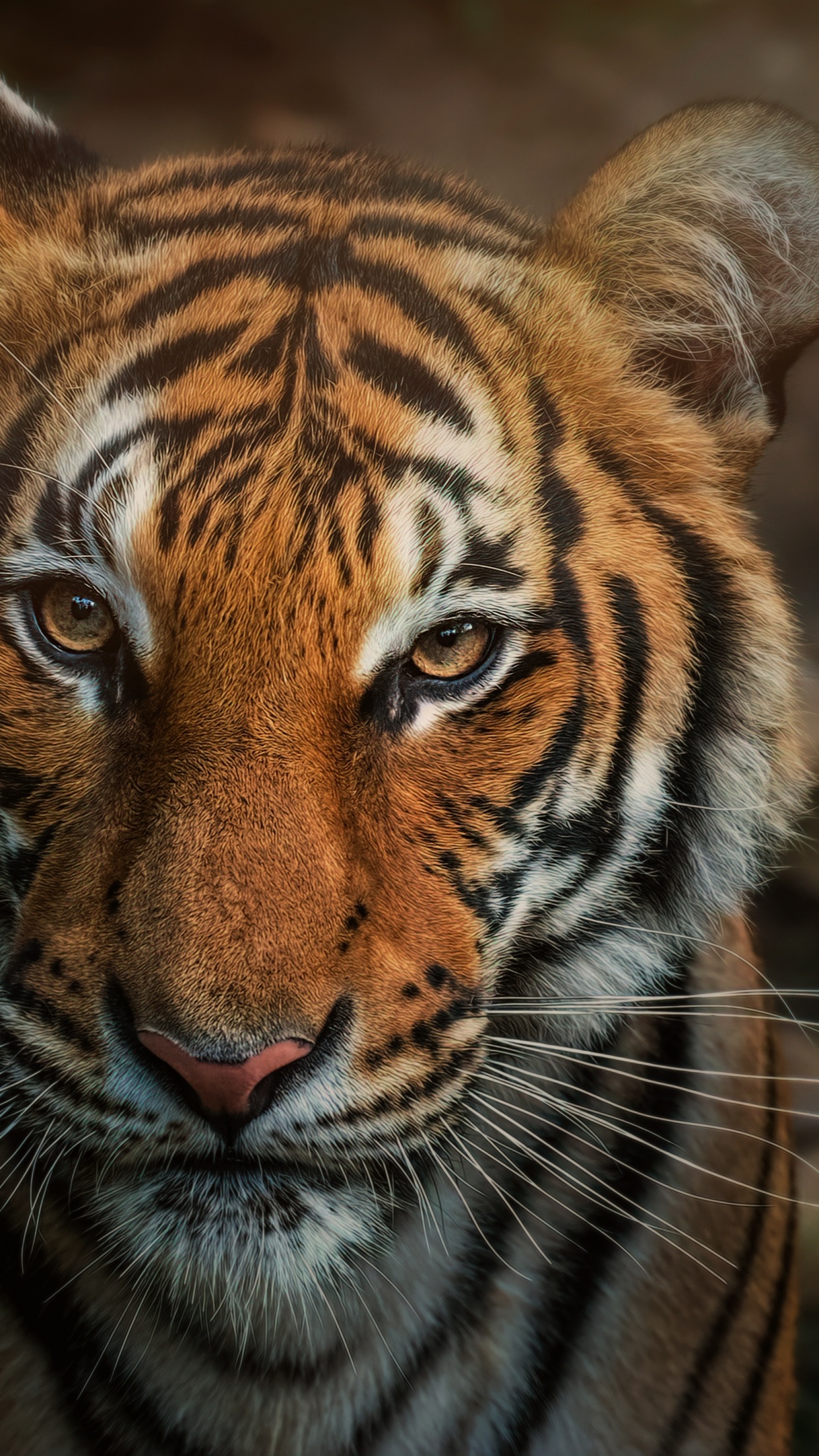 Bengal Tiger Wallpaper 4K, Closeup, Big cat, Wild animals