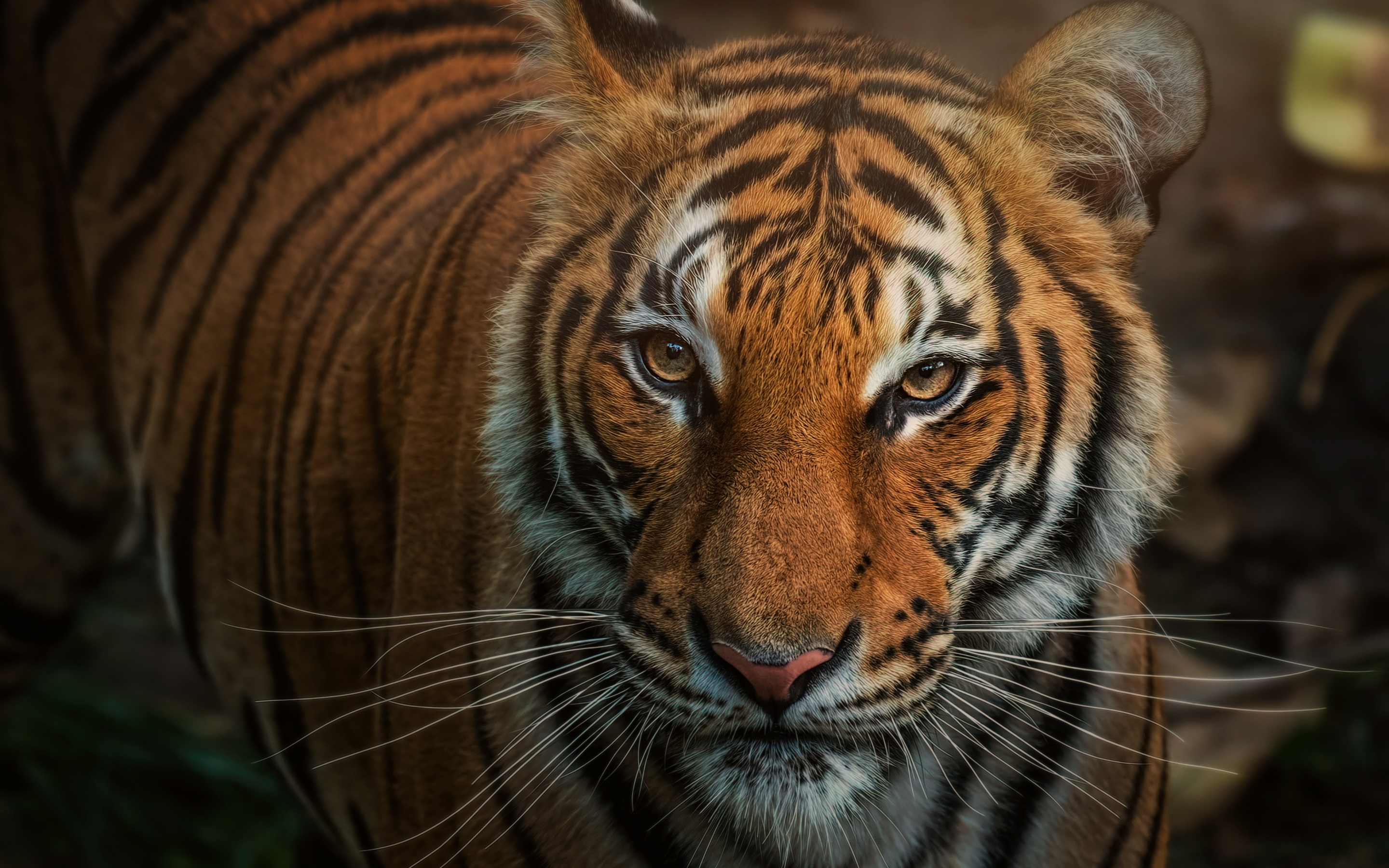 bengal tiger closeup big cat wild animals 2880x1800 2194