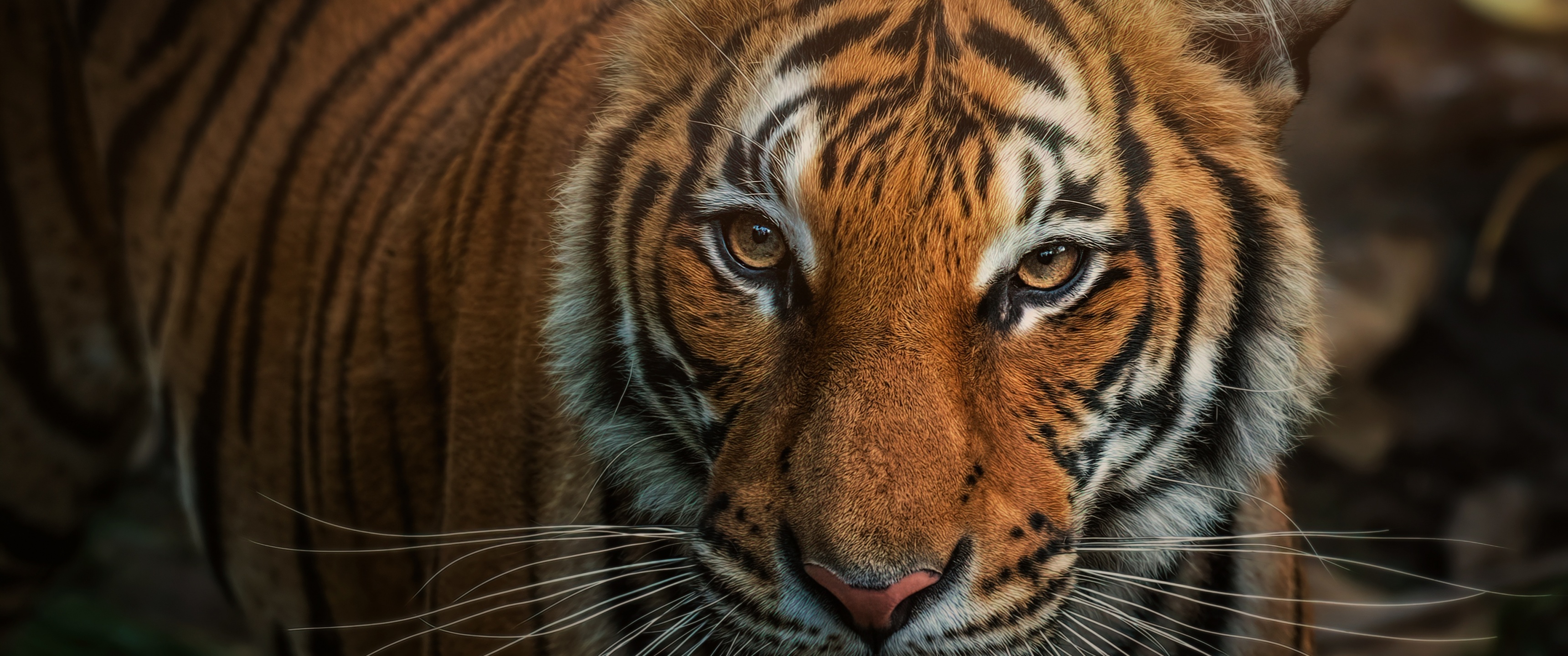 Bengal Tiger Wallpaper 4K, Closeup, Big cat, Animals, #2194