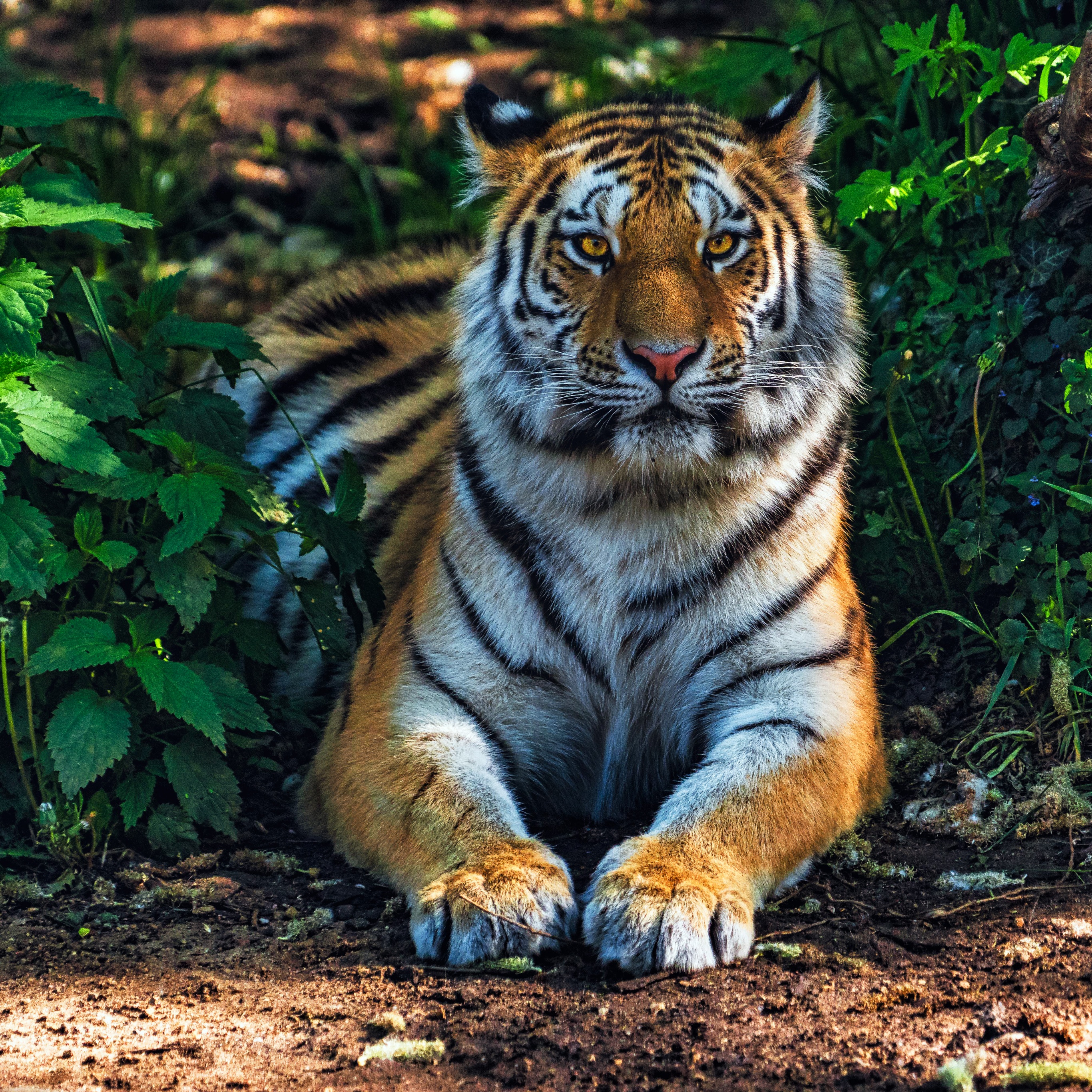 Bengal Tiger Wallpaper 4K, Forest, Predator, Animals, #8605