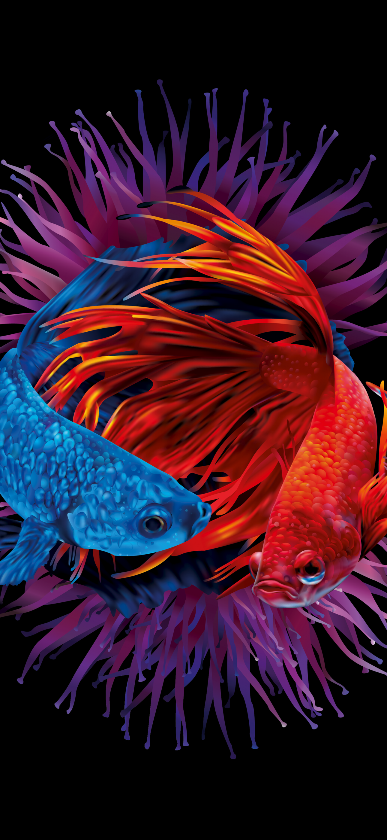 Betta fishes Wallpaper 4K Siamese fighting fish Underwater 10017