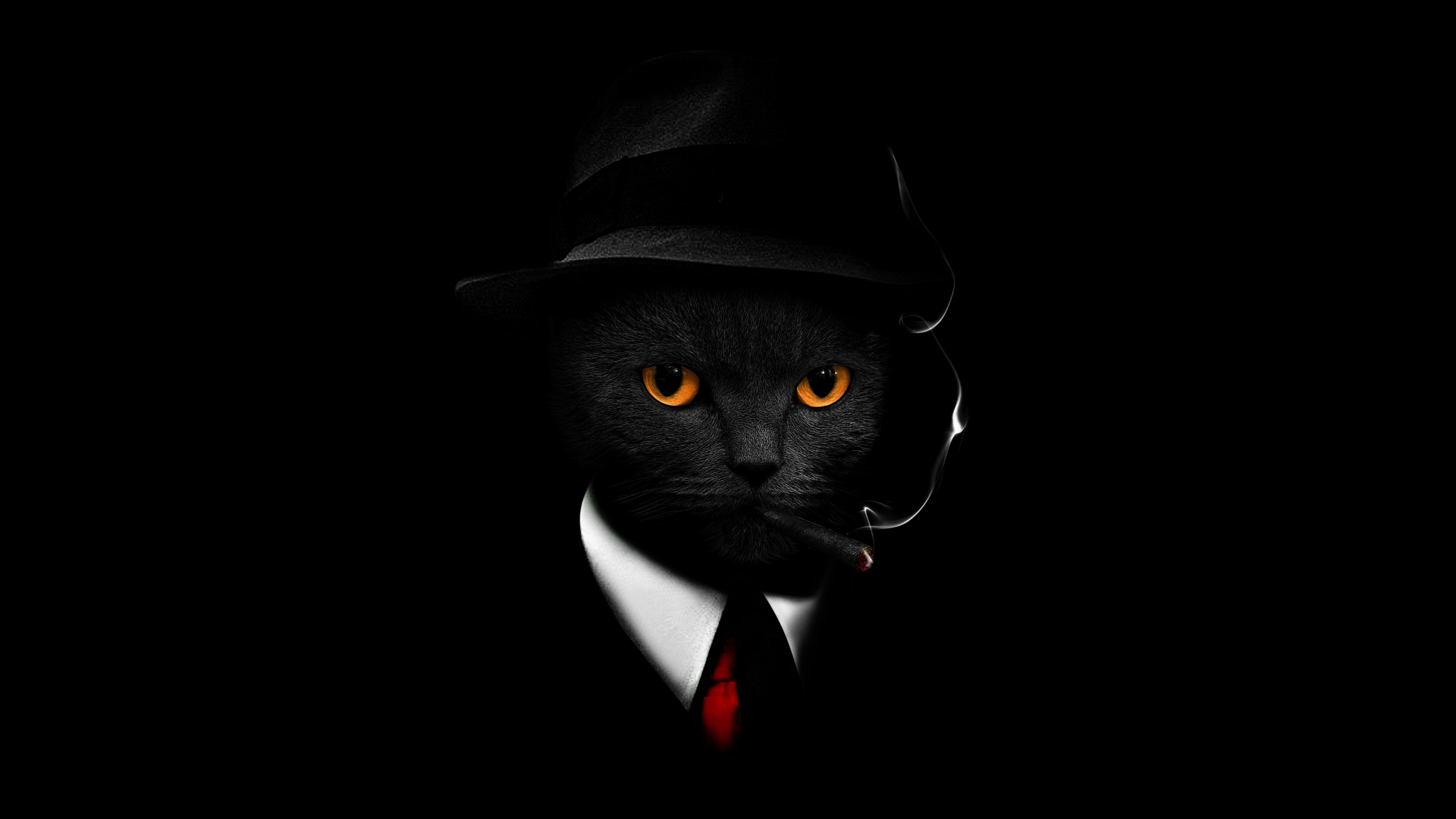 Кот шпион аватарка