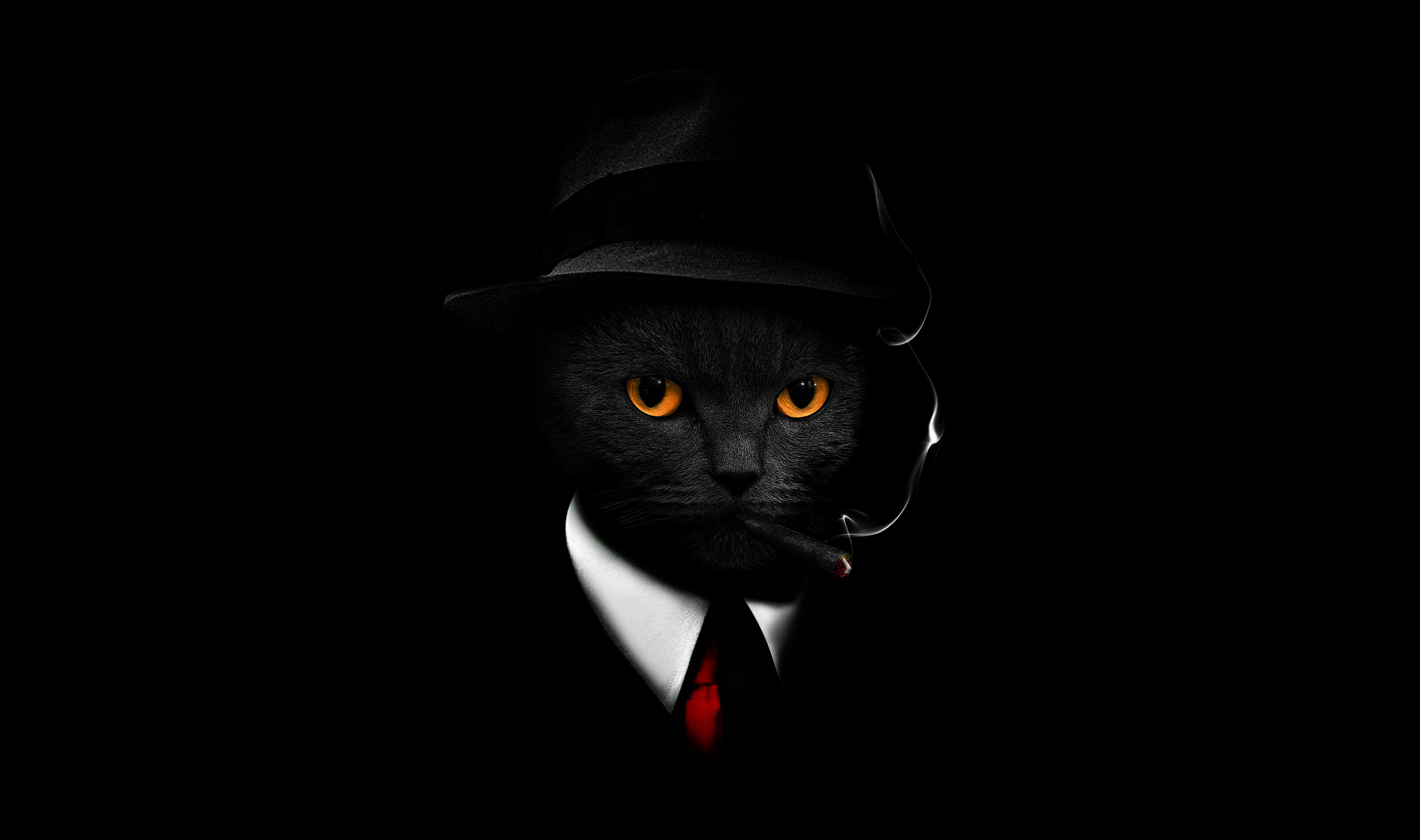 Black Cat Wallpaper 4K, Black background, Hat, Animals, #6597