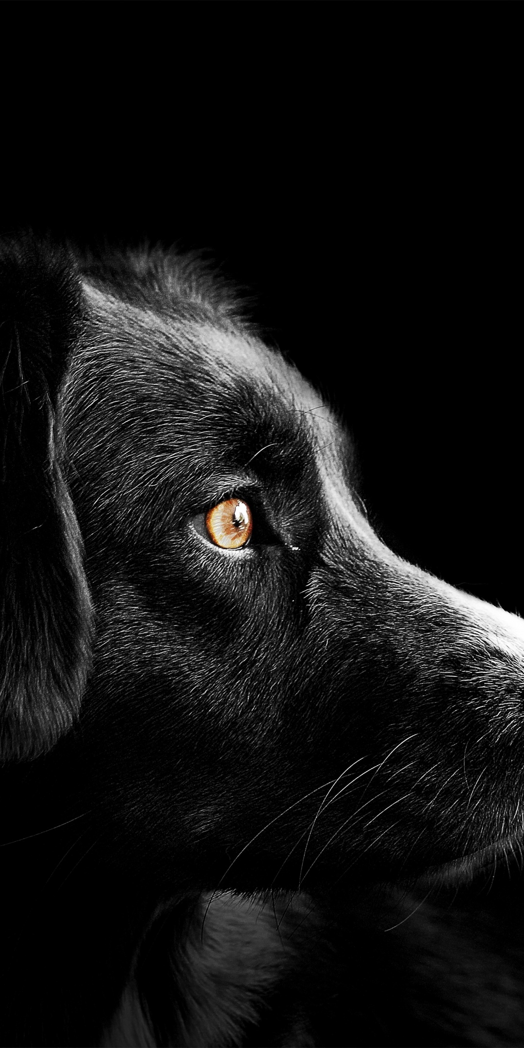 Corgi Puppy Pet Dog 4K Ultra HD Mobile Wallpaper