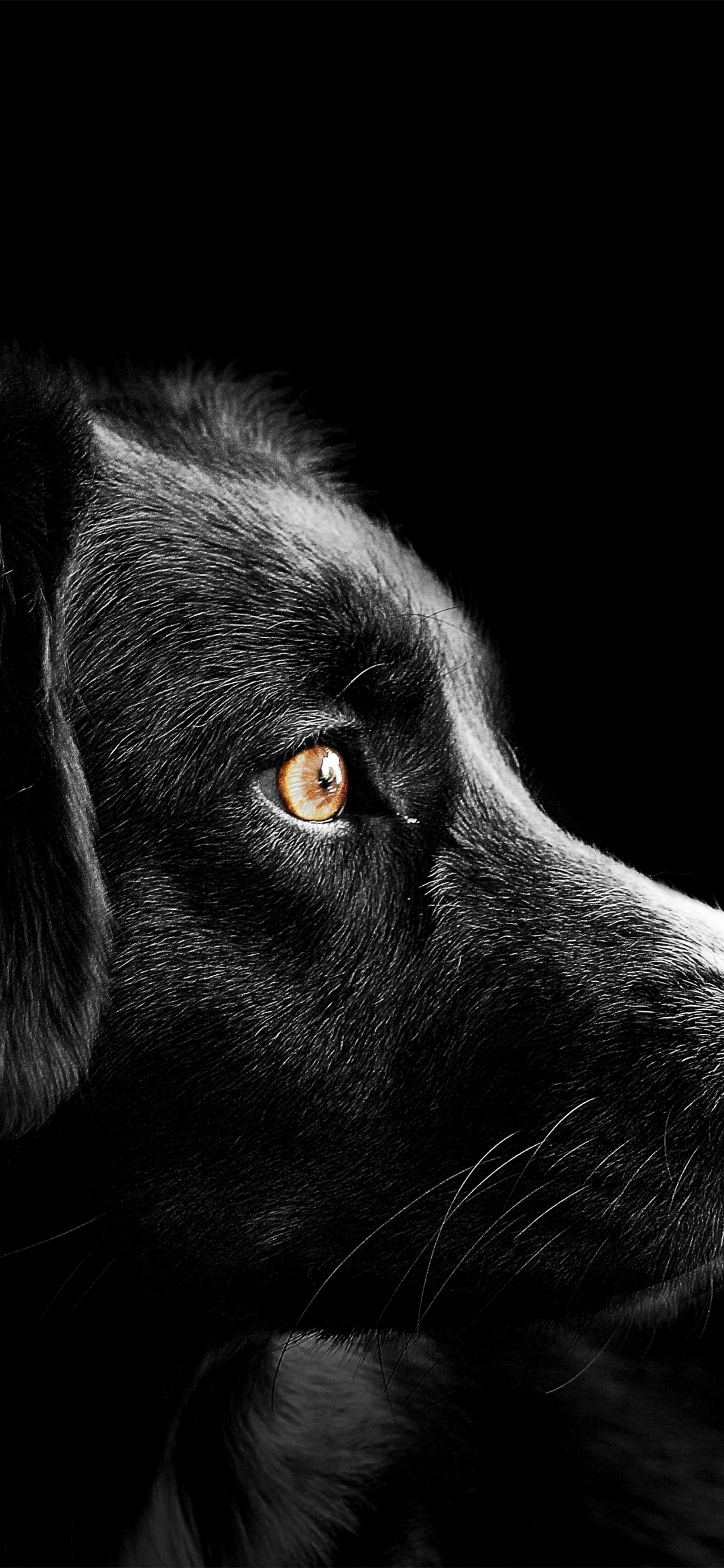 Black dog Wallpaper 4K, Cute puppies, Black background, Dark, AMOLED