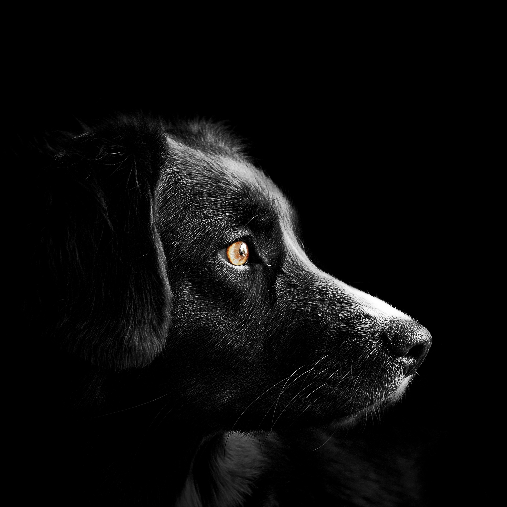 Black dog Wallpaper 4K, Cute puppies, Black background, Dark, AMOLED