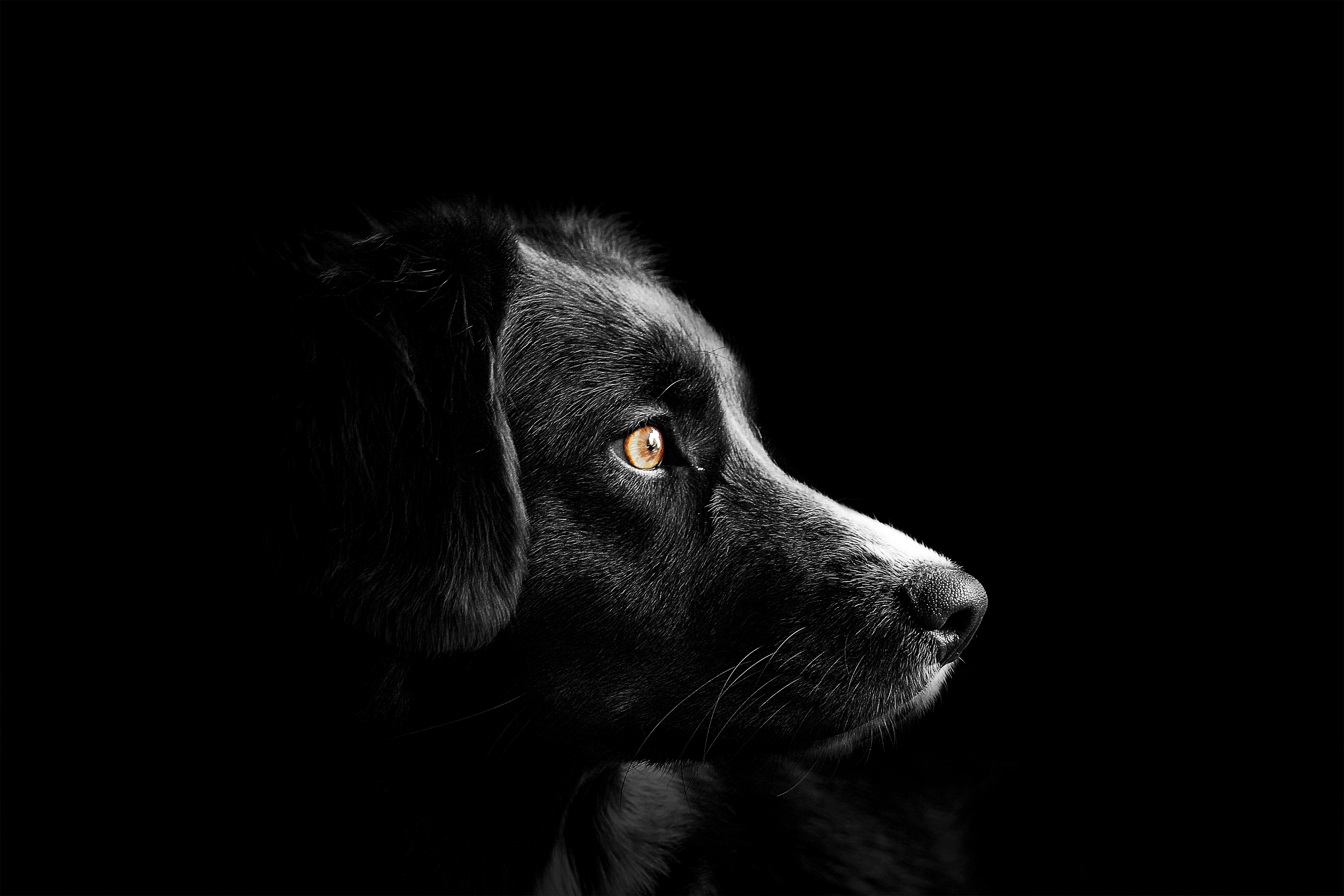 Собака на черном фоне. Собака на темном фоне. Щенок на черном фоне. Черная собака на черном фоне. Щенок на темном фоне.