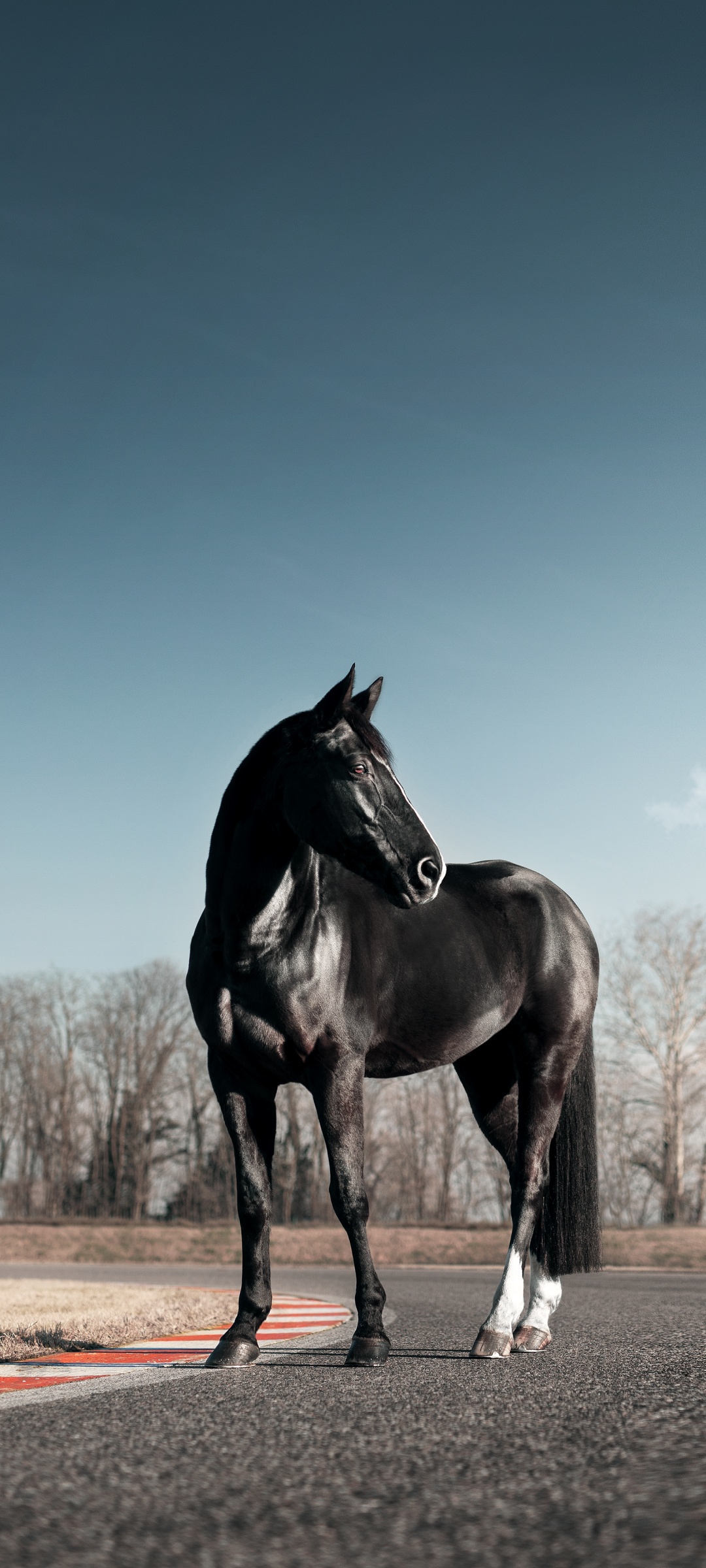 Horse wallpaper, Black horse, Horses