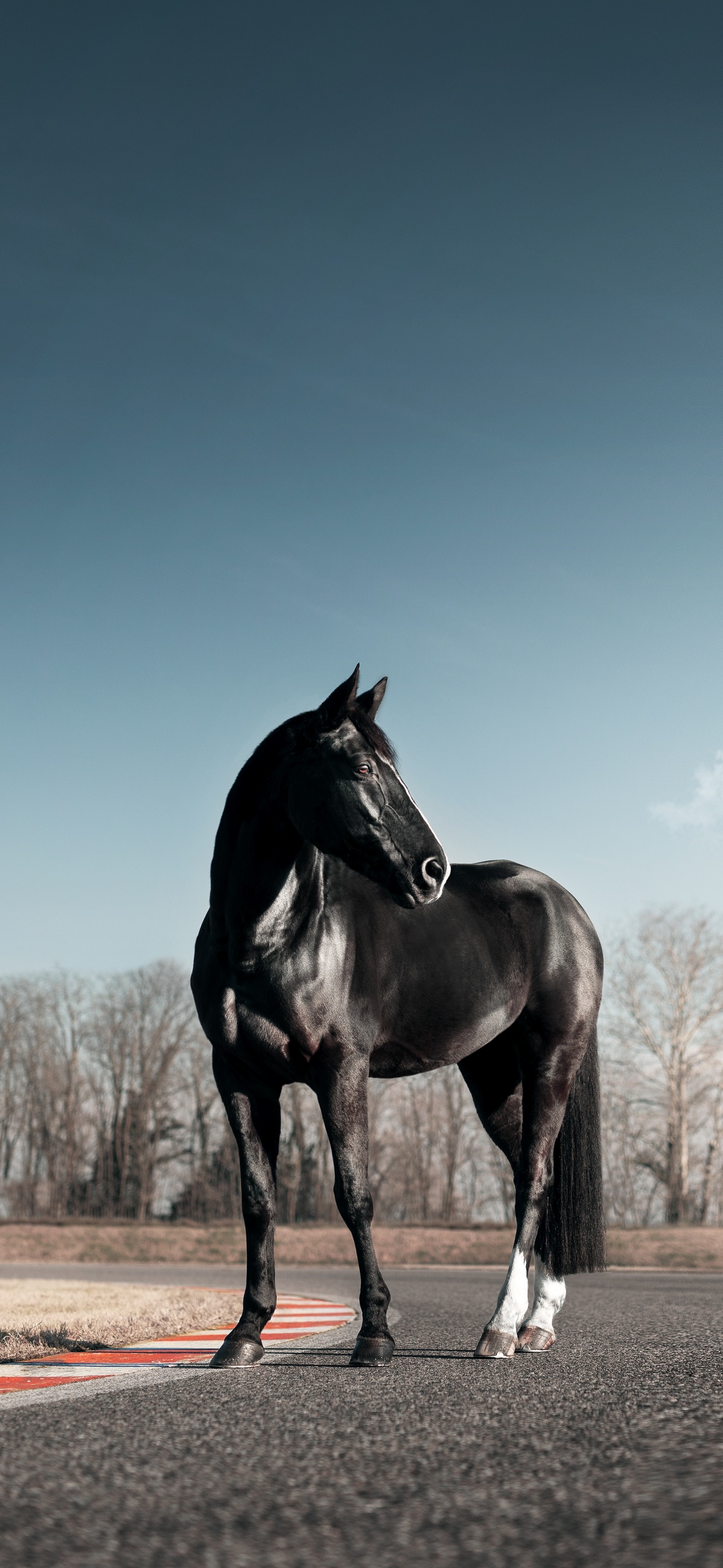 Black Horse Wallpaper Images  Free Download on Freepik