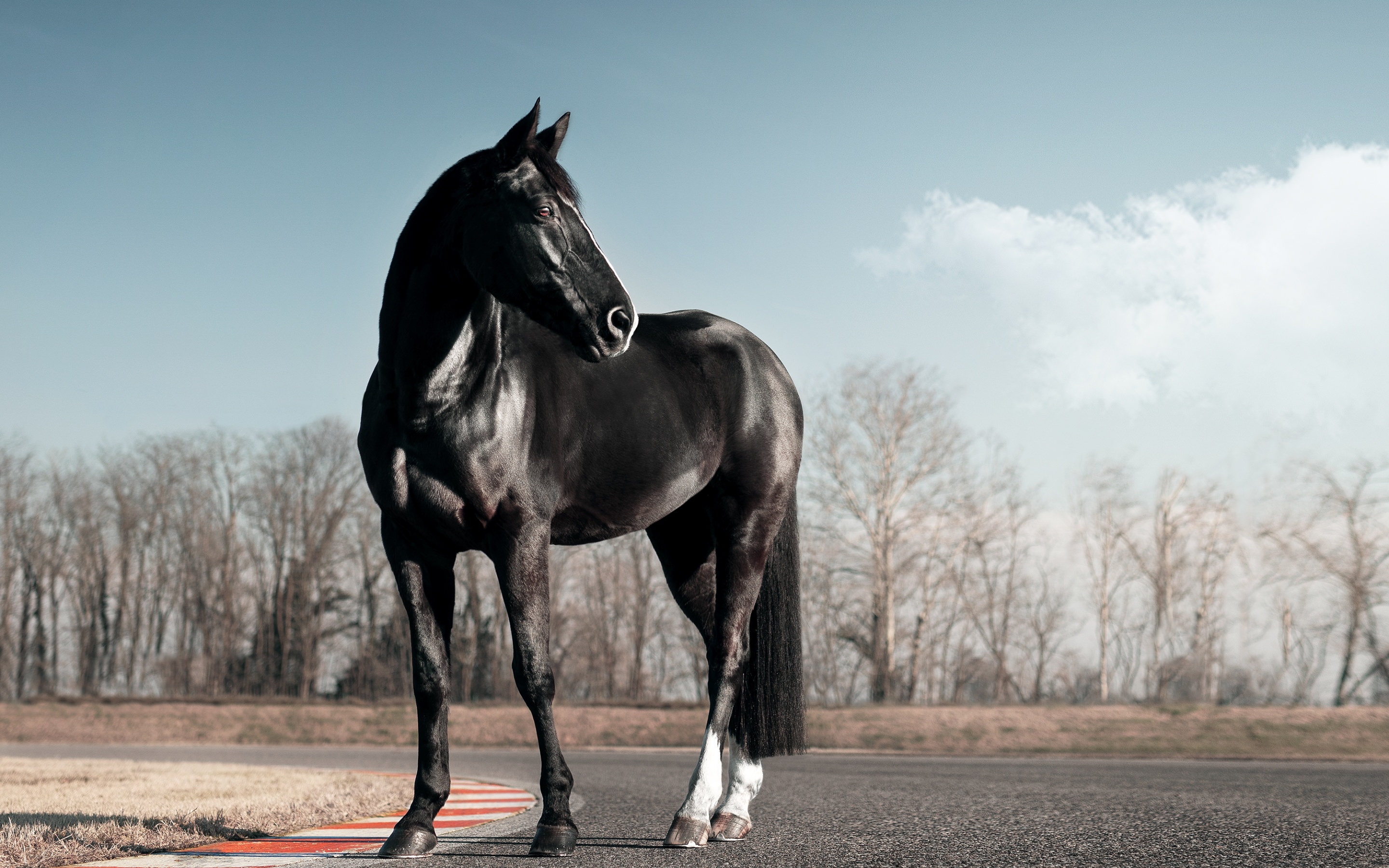 Black horse Wallpaper 4K, Race track, Clear sky, Animals, #4187