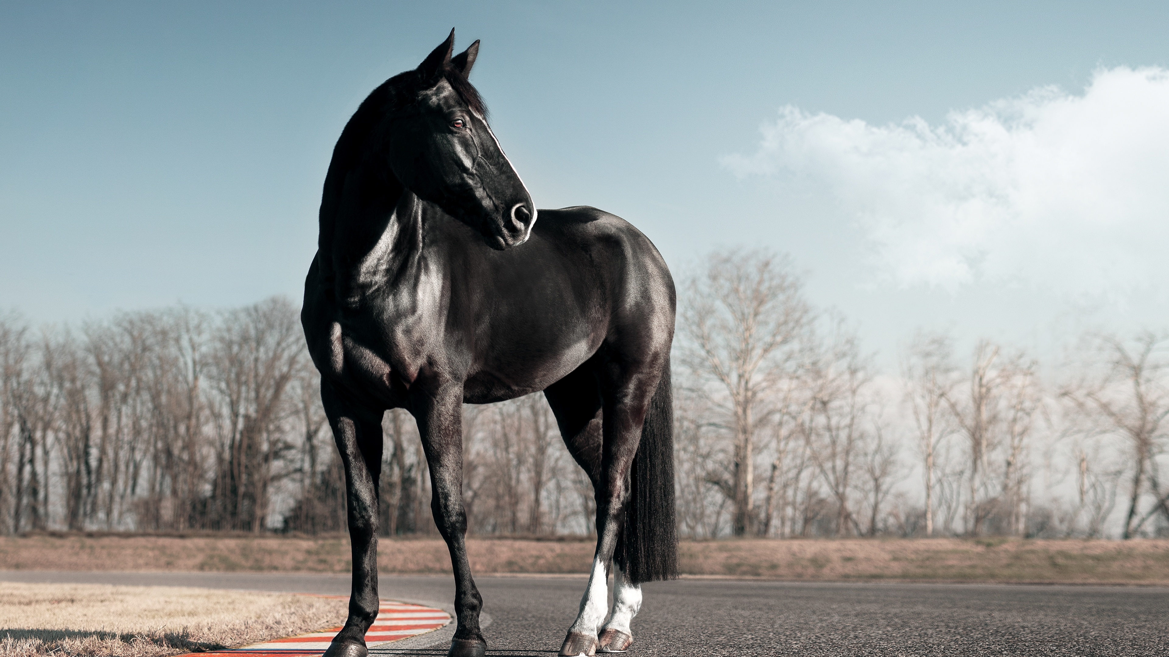 Black horse Wallpaper 4K, Race track, Clear sky, Animals, #4187