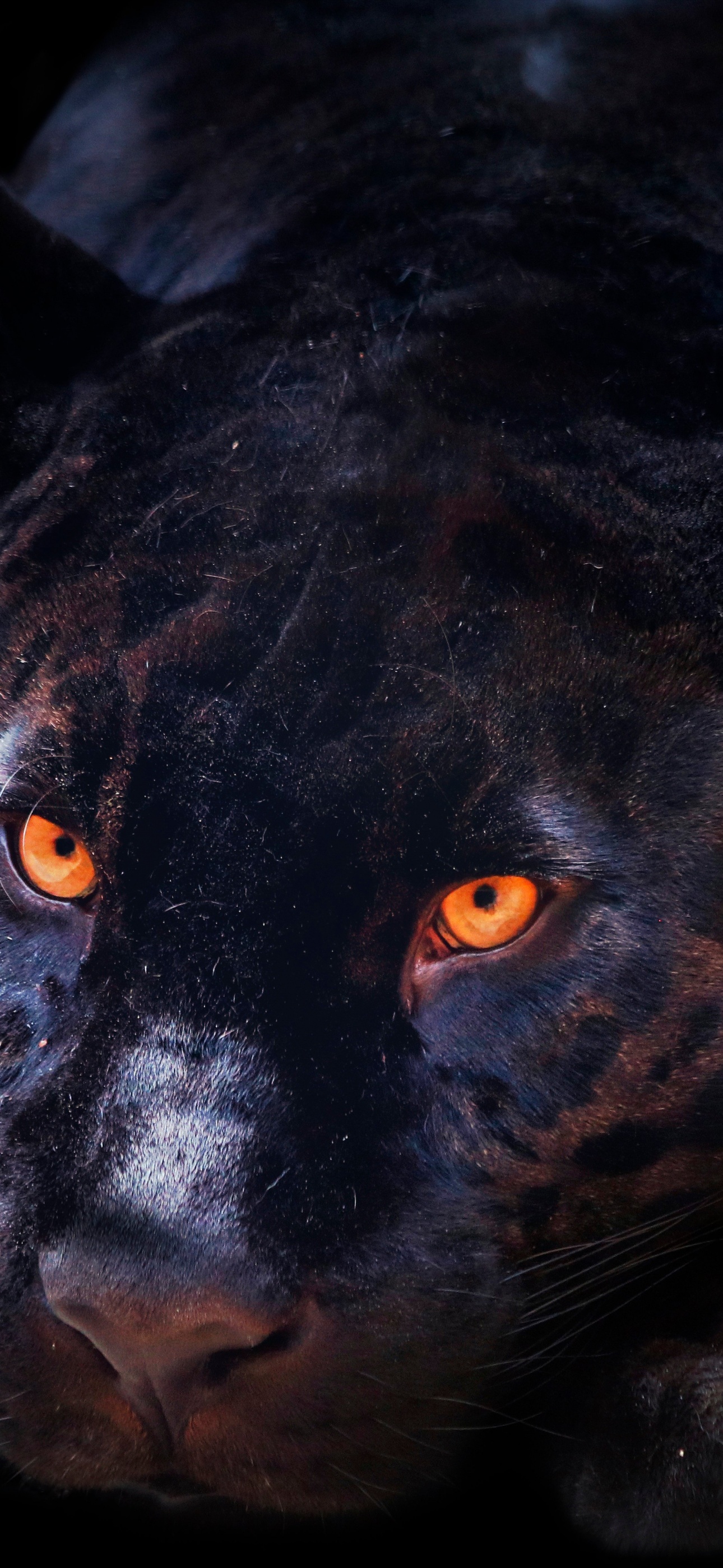 Black Panther Wallpaper 4K, Dark background, Animals, #5697