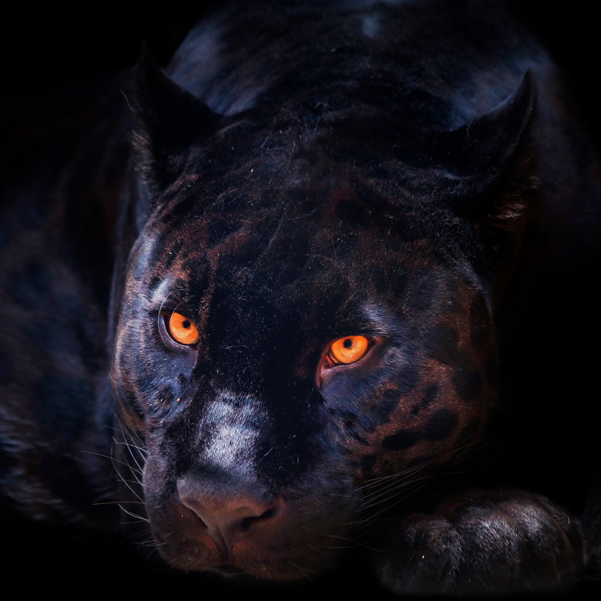 Black Panther Wallpaper 4K Dark background Wild Cat Scary 5697