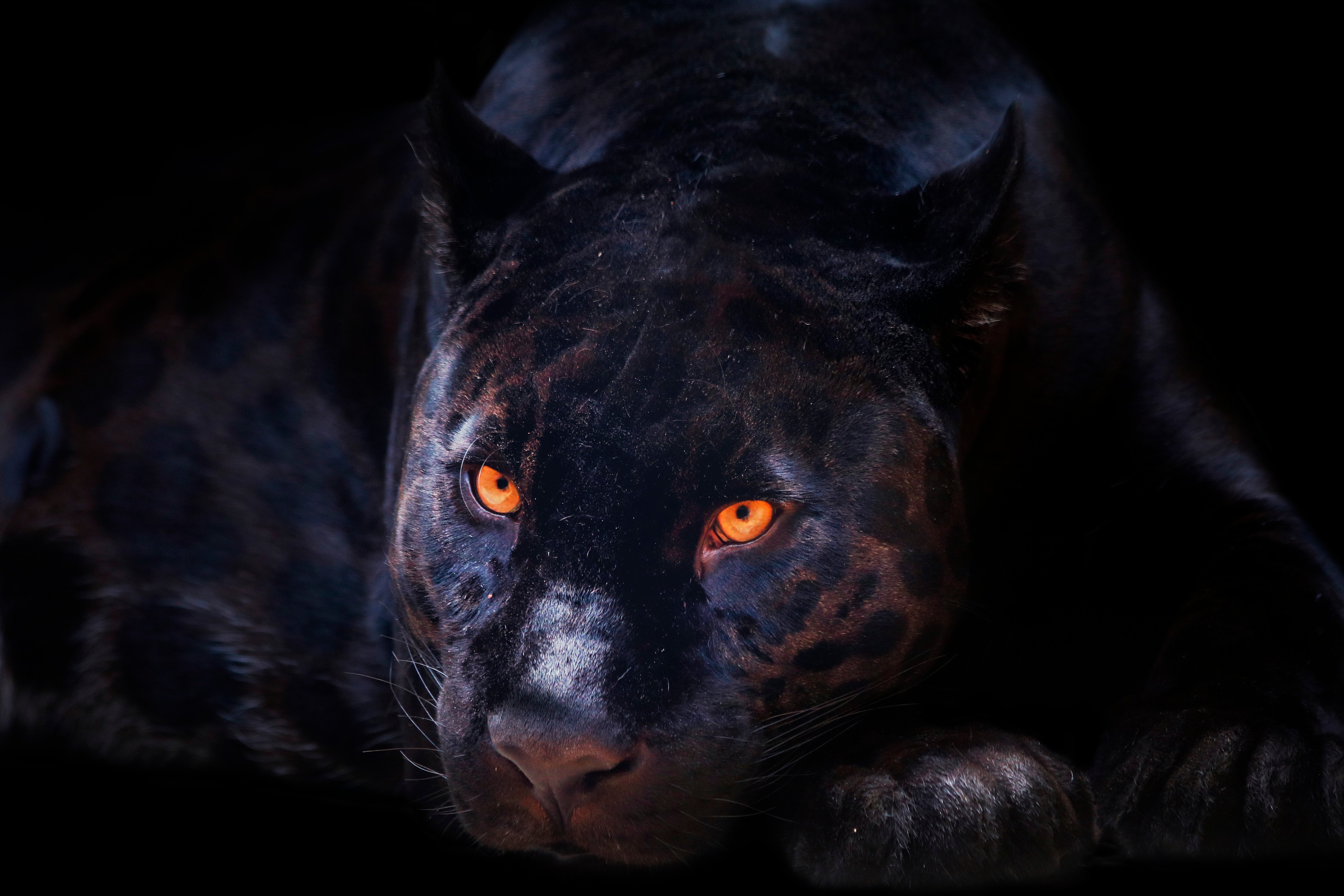 Черный зверь 1. Леопард меланист. Черная пантера Ягуар. Черная пантера меланист. Пантера это черный леопард.