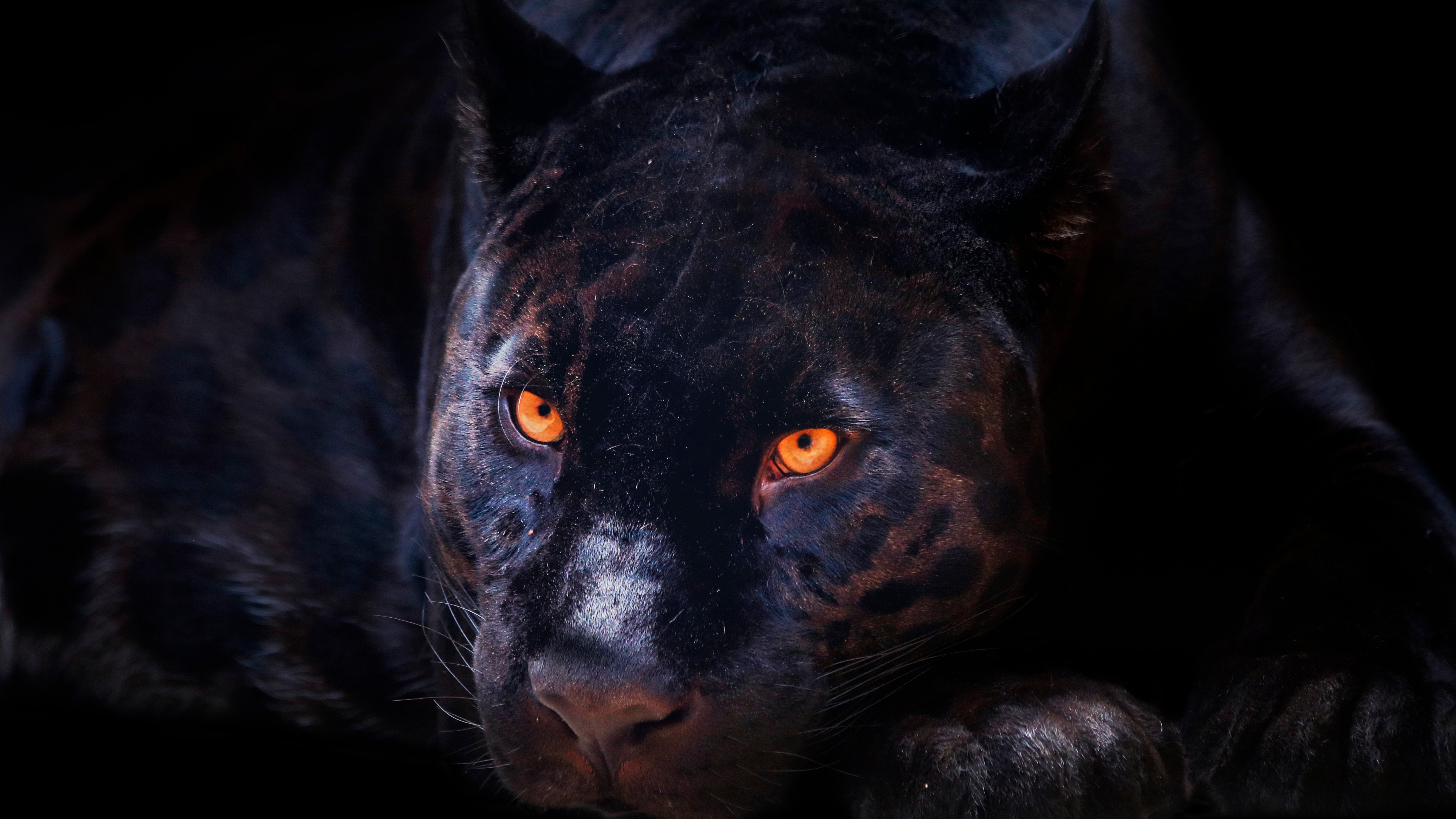 Black Panther, Dark background, Wild Cat, Scary, Feline, Big cat, Predator,...