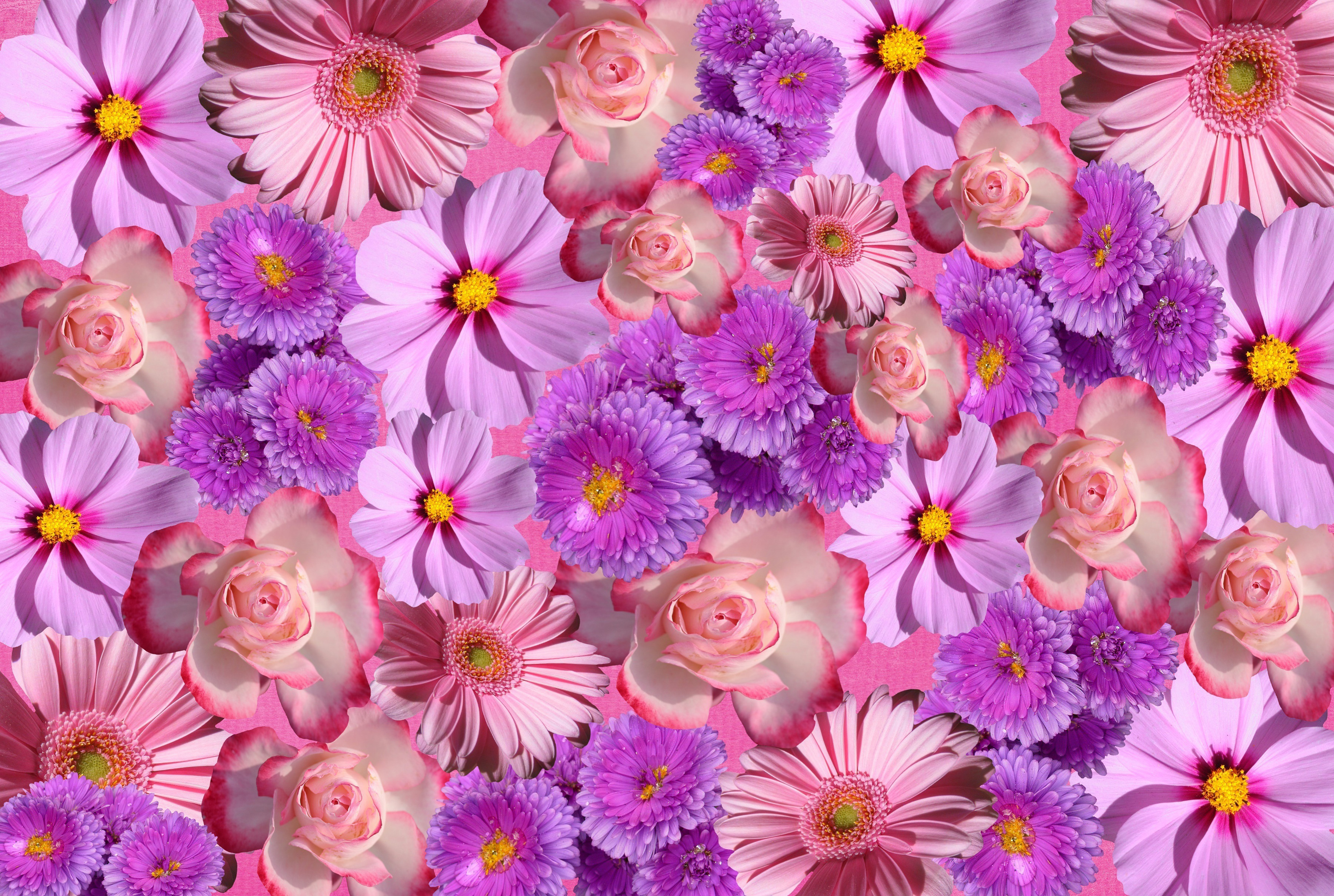 Цветочки картинки. Цветочки. Розовые и сиреневые цветы. Маленькие разноцветные цветочки. Розово фиолетовые цветы.