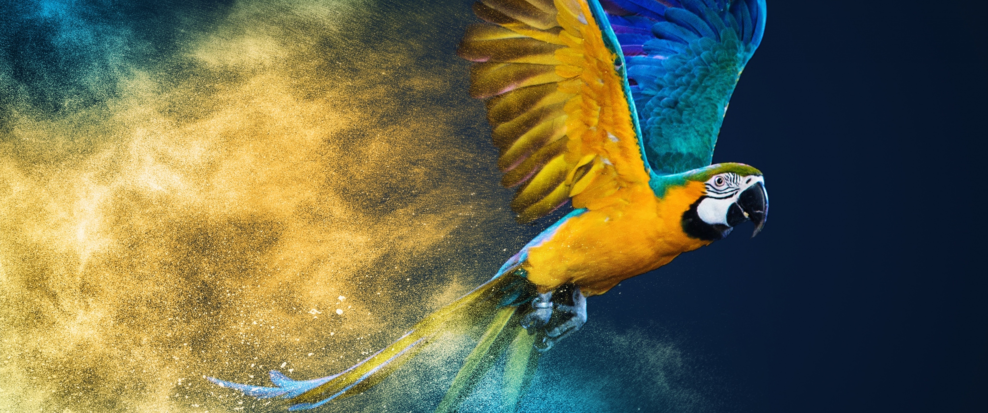 Blue-and-yellow macaw Wallpaper 4K, Colorful background, Animals, #7426