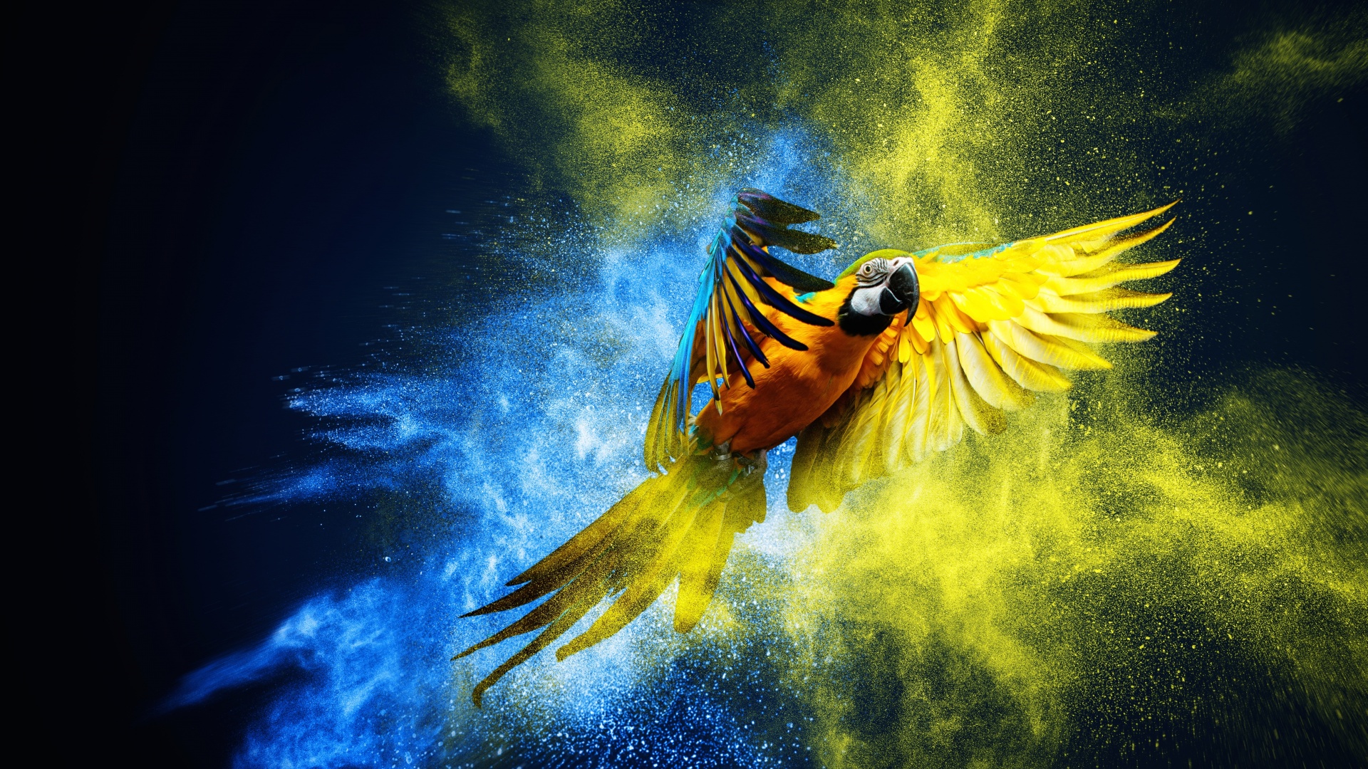 Blue-and-yellow macaw Wallpaper 4K, Macaw, Animals, #7438