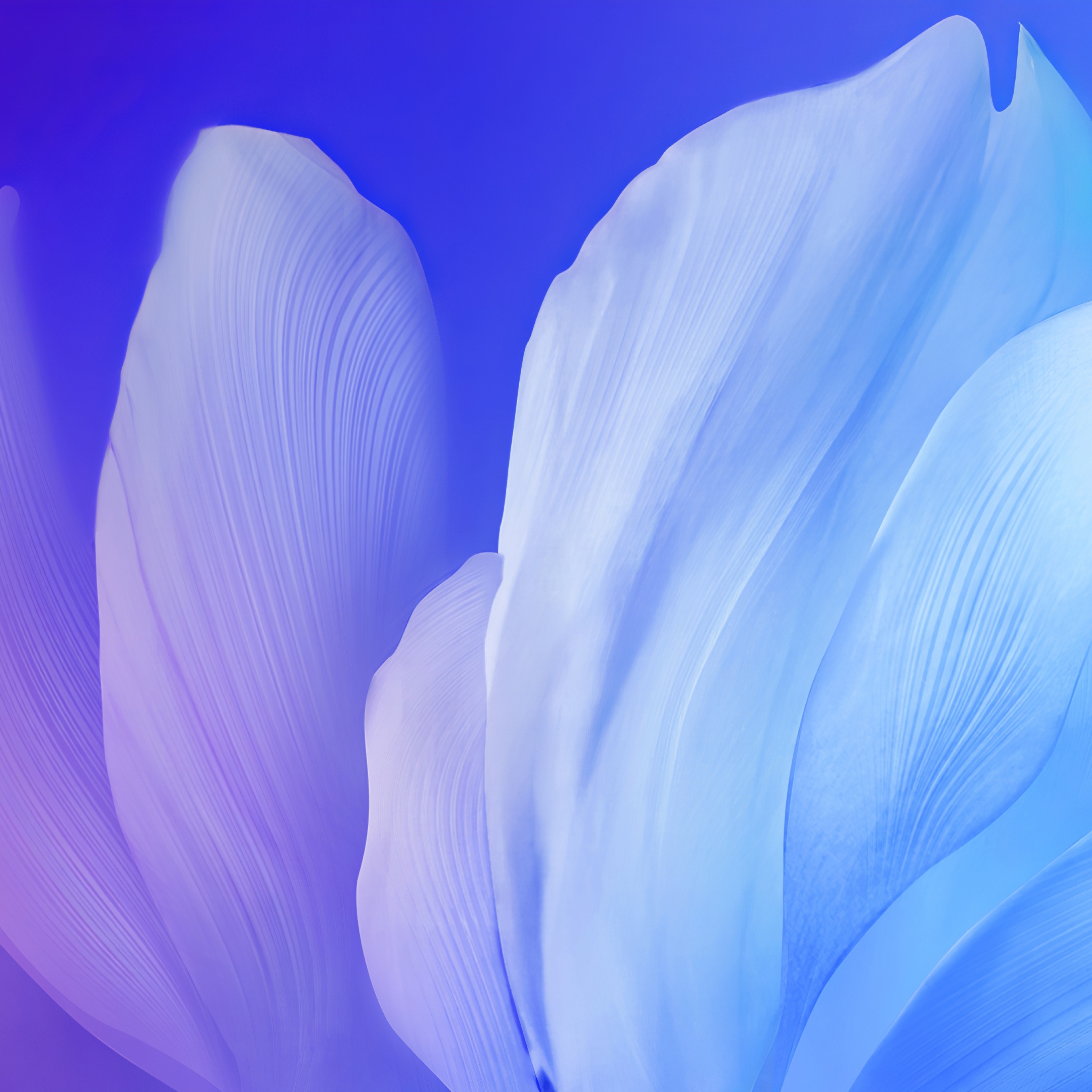 What is the title of this picture ? Blue flower Wallpaper 4K, Gradient, Vivo Stock, Android 10, Flowers, #494