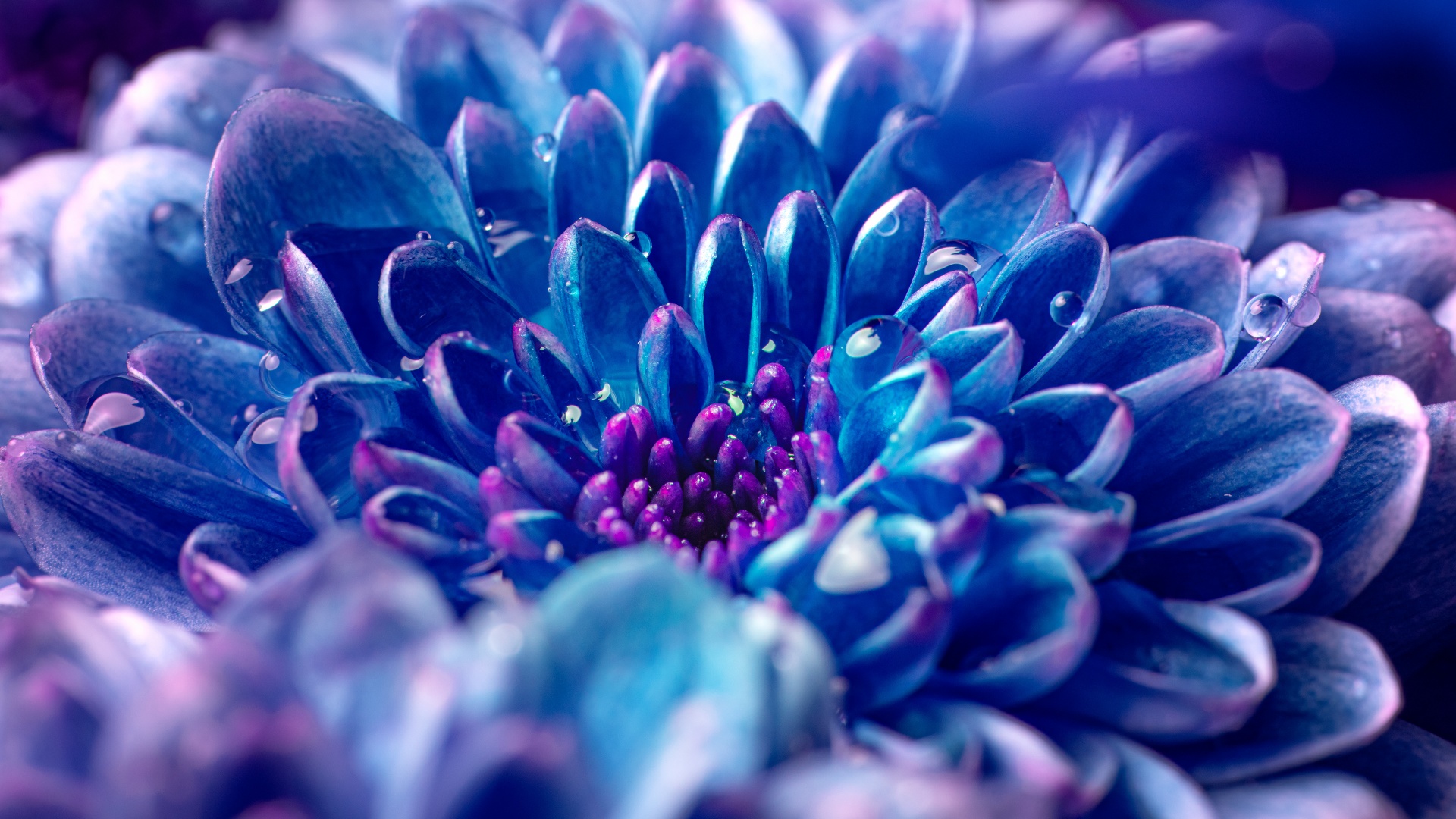 Blue flower Wallpaper 4K, Macro, Vivid, Closeup Photography