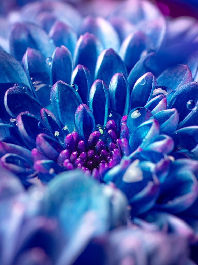 Blue flower Wallpaper 4K, Macro, Vivid, Close up, Dew Drops, Droplets